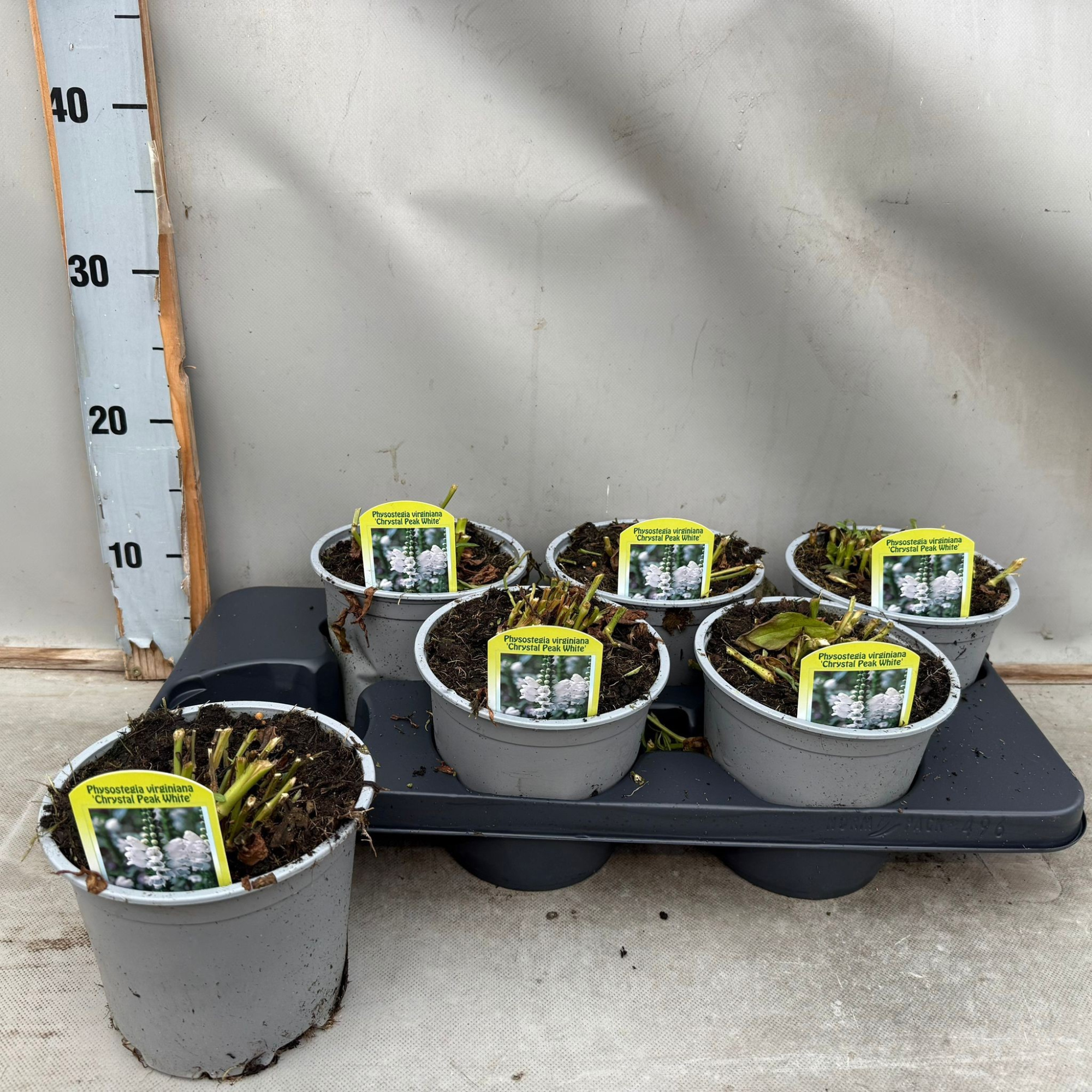 Physostegia Virginia Crystal Peak White, D 15