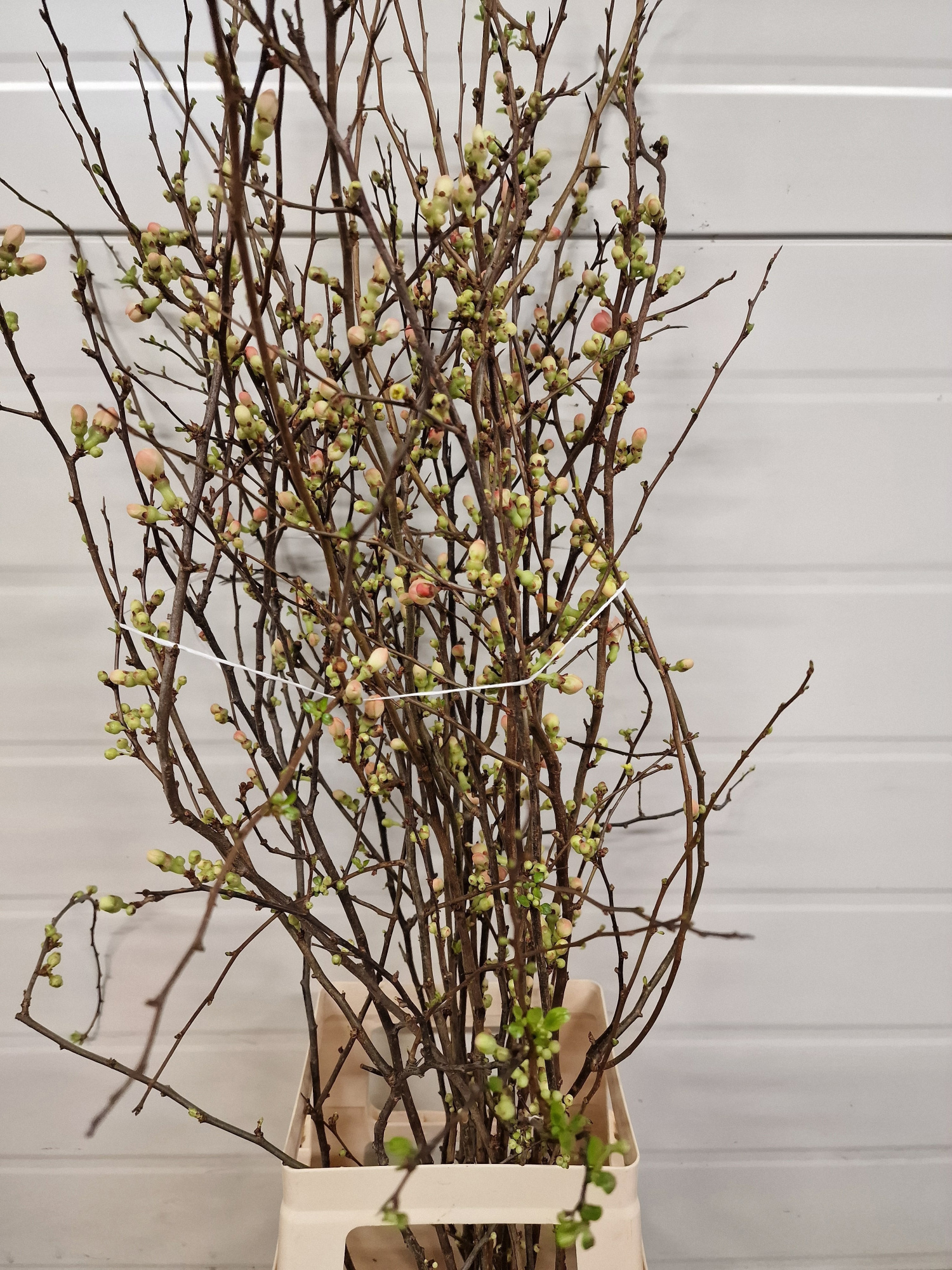 Хаеномелис Японика 90, шт.