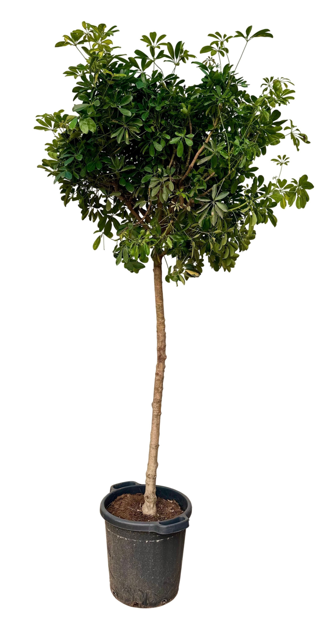 Schefflera arboricula gold capella P44 XL, D 44