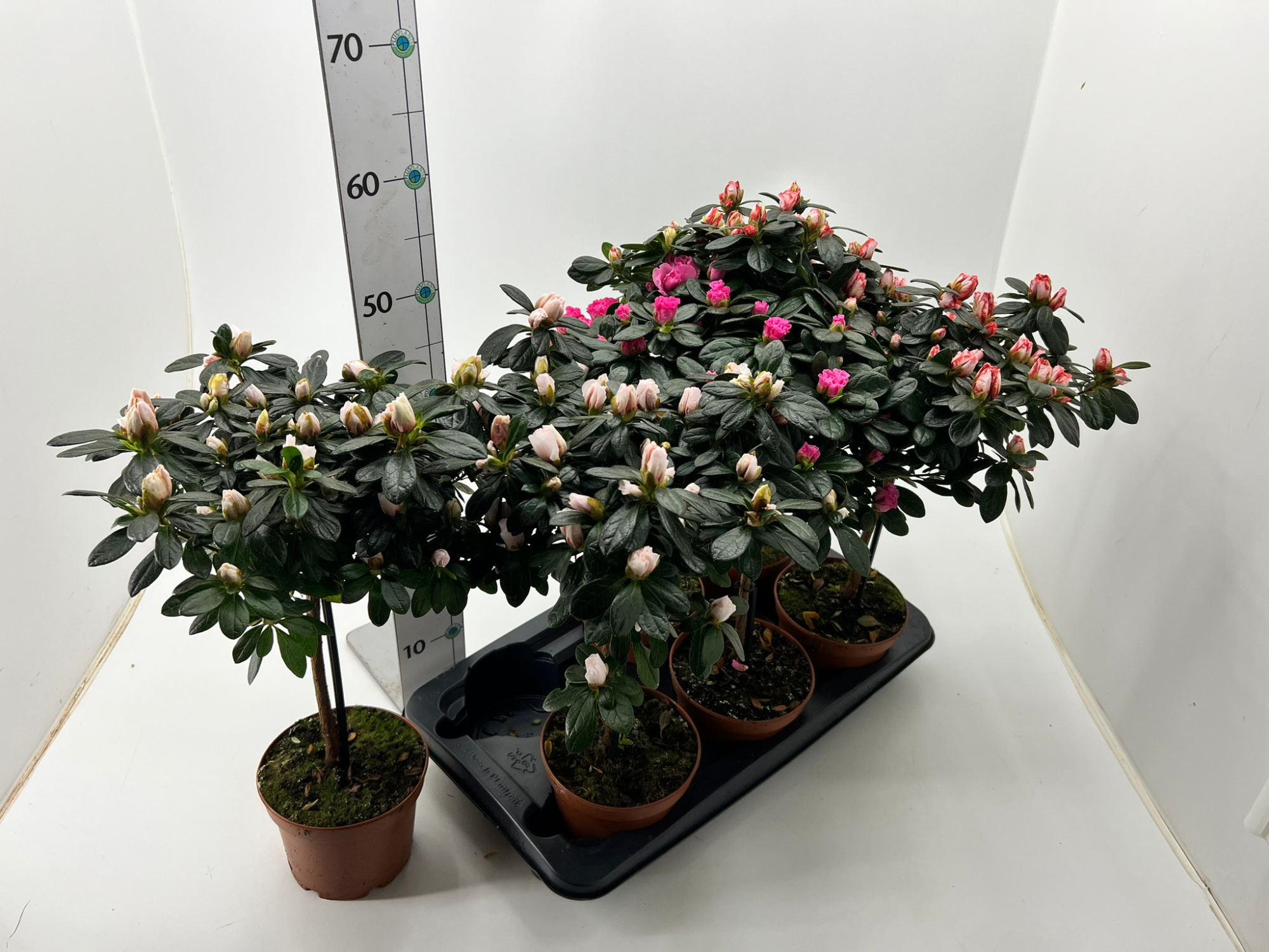 Rhododendron simsii stem T15 Mix, D 15