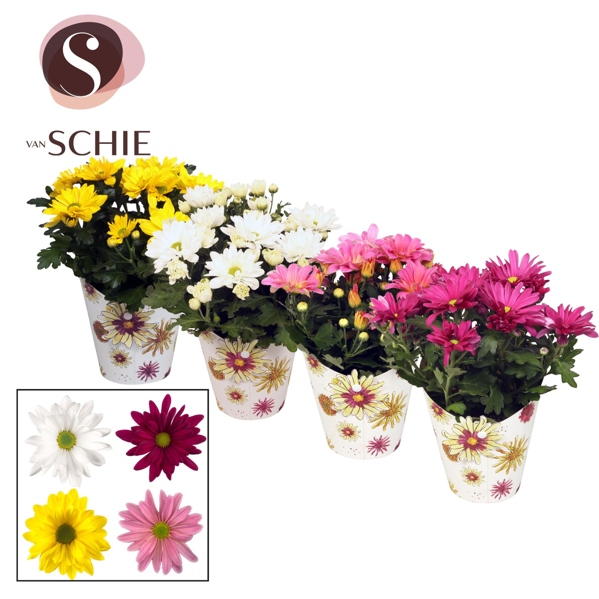 Ch Margarita Mix Potcover BLOOM, D 13