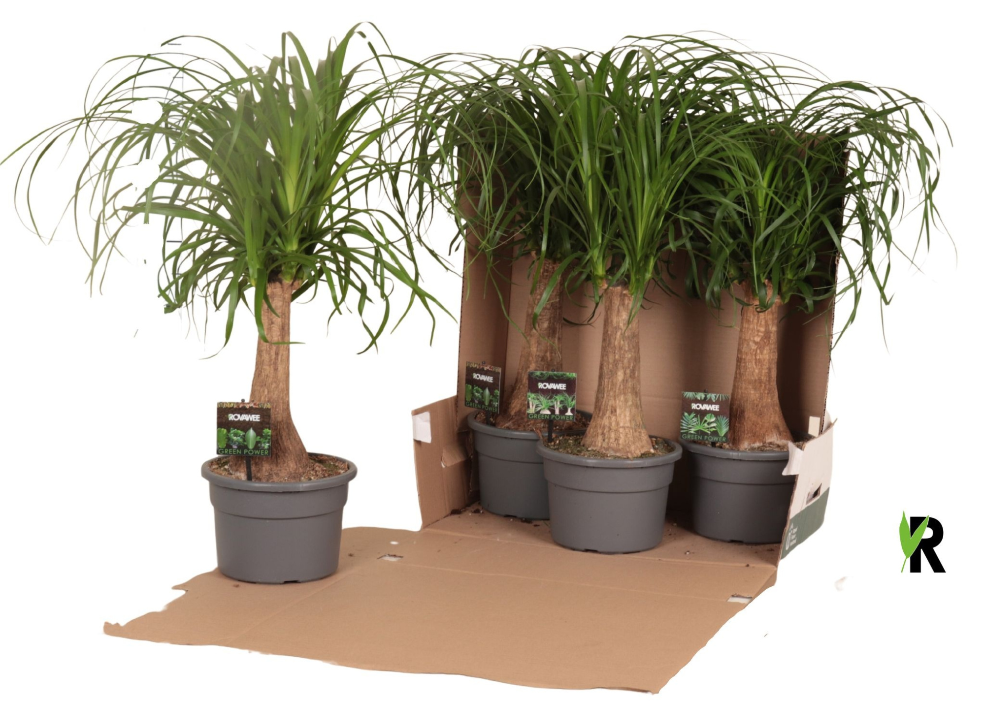 Beaucarnea rec. rechte stam in fust 352, D 21