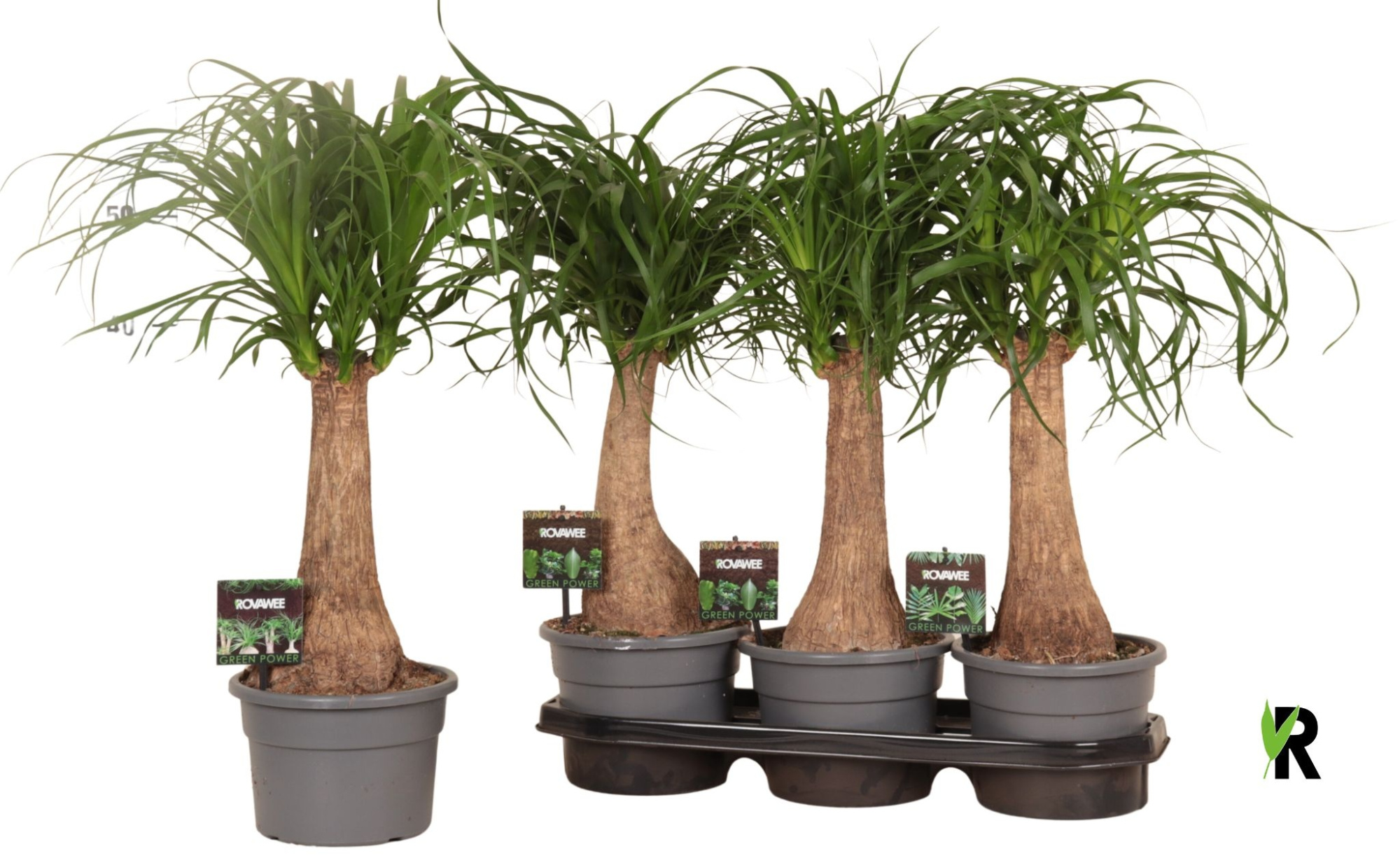 Beaucarnea rec. rechte stam in fust 7319, D 19