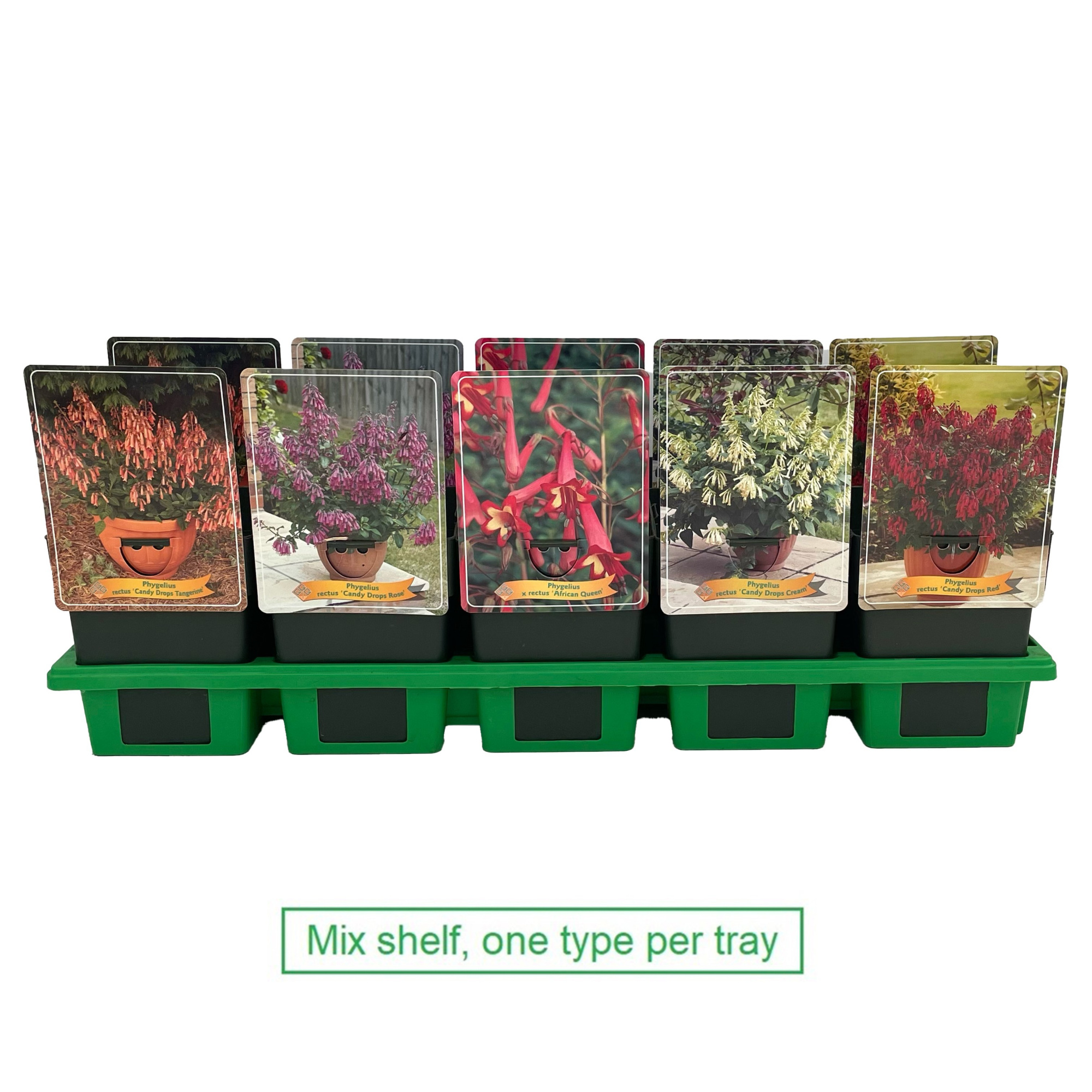 Phygelius mix laag P11, D 11