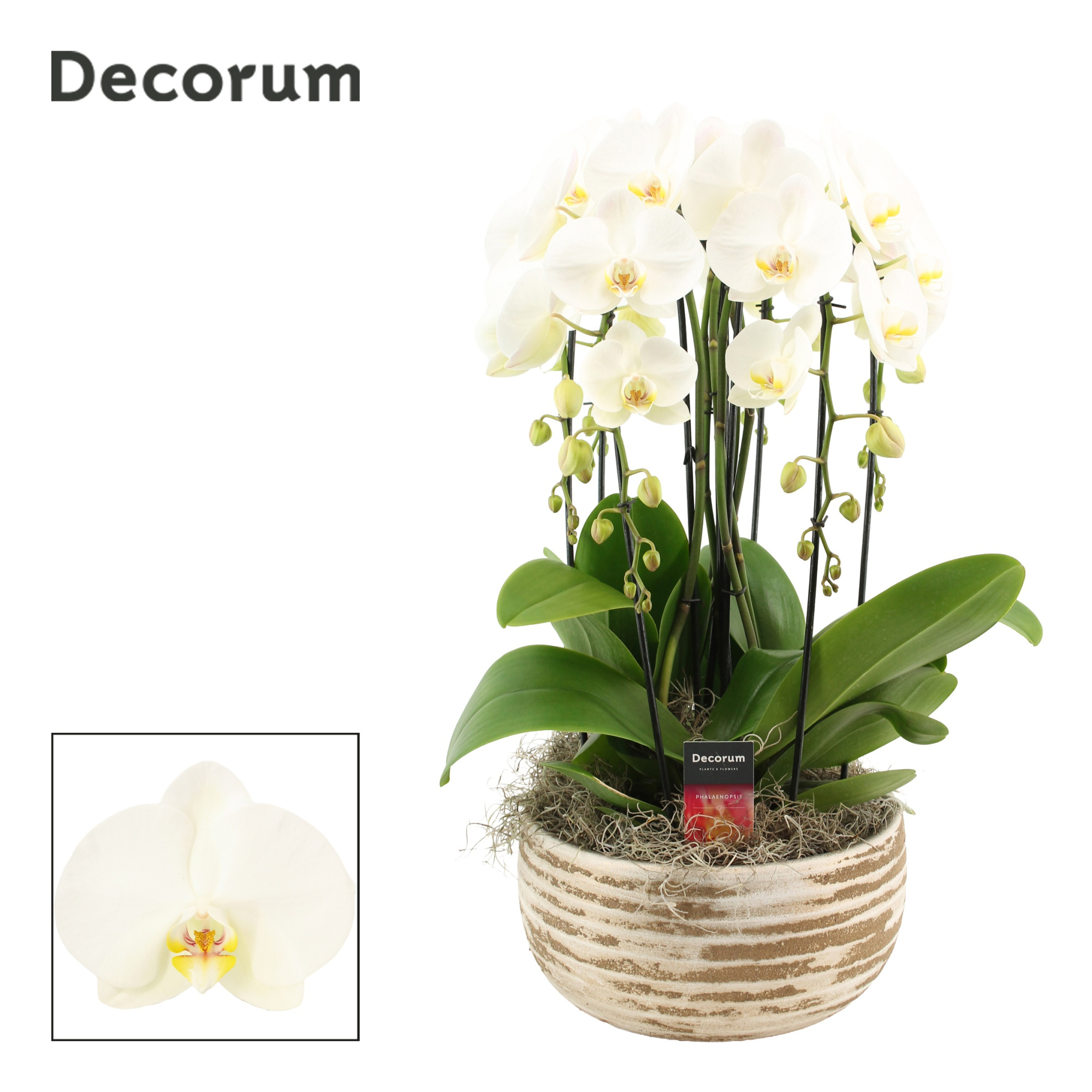 Luna cascade 6 tak symphony white (Deco-collection), D 27