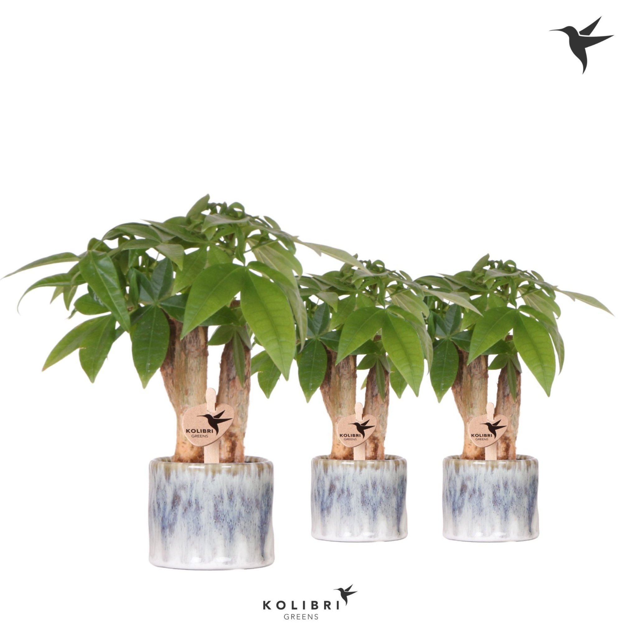 Kolibri Greens Pachira in Sky pot, D 6 cm