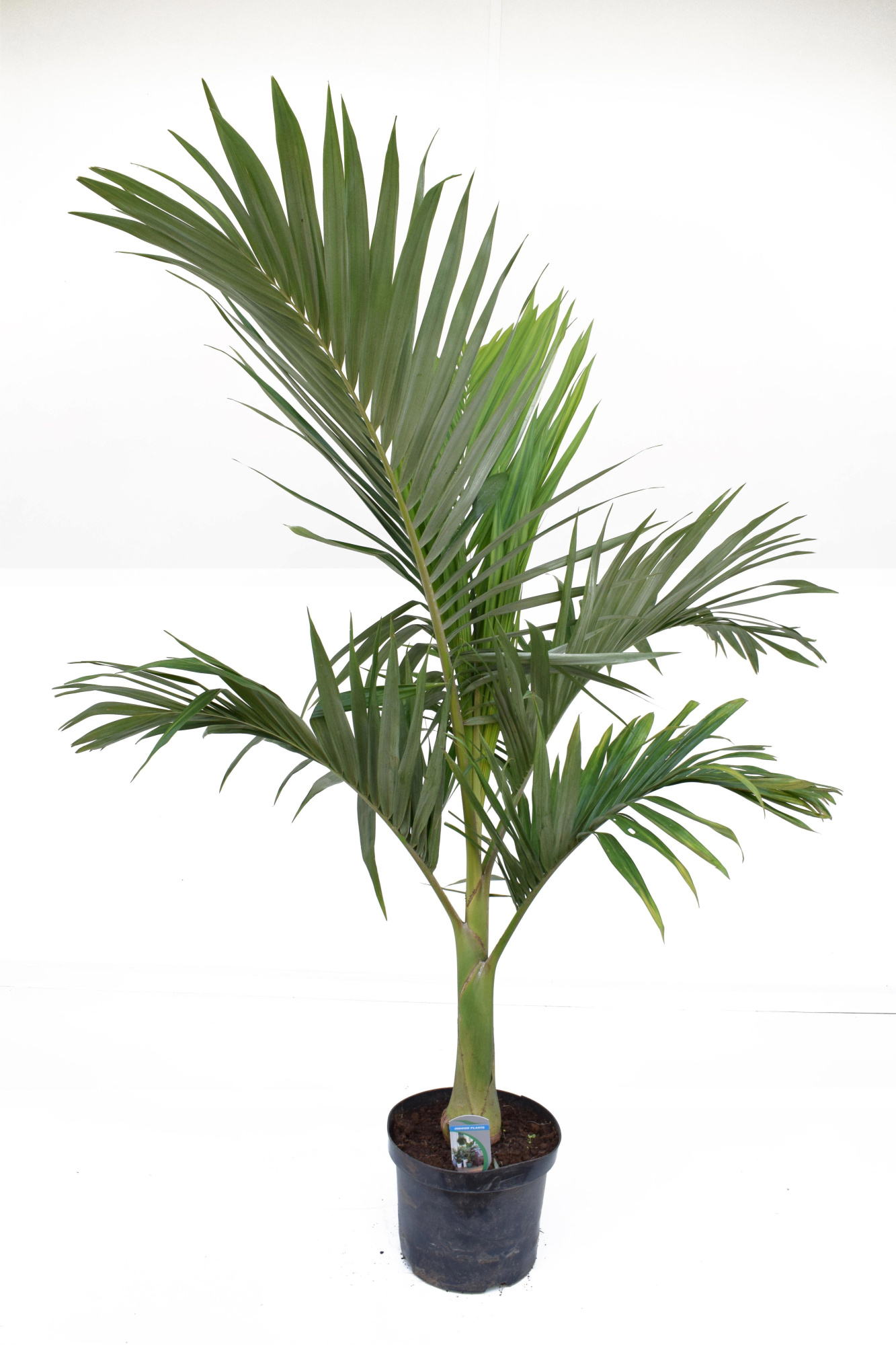 Archontophoenix alexandrae P21 1PP H160, D 21