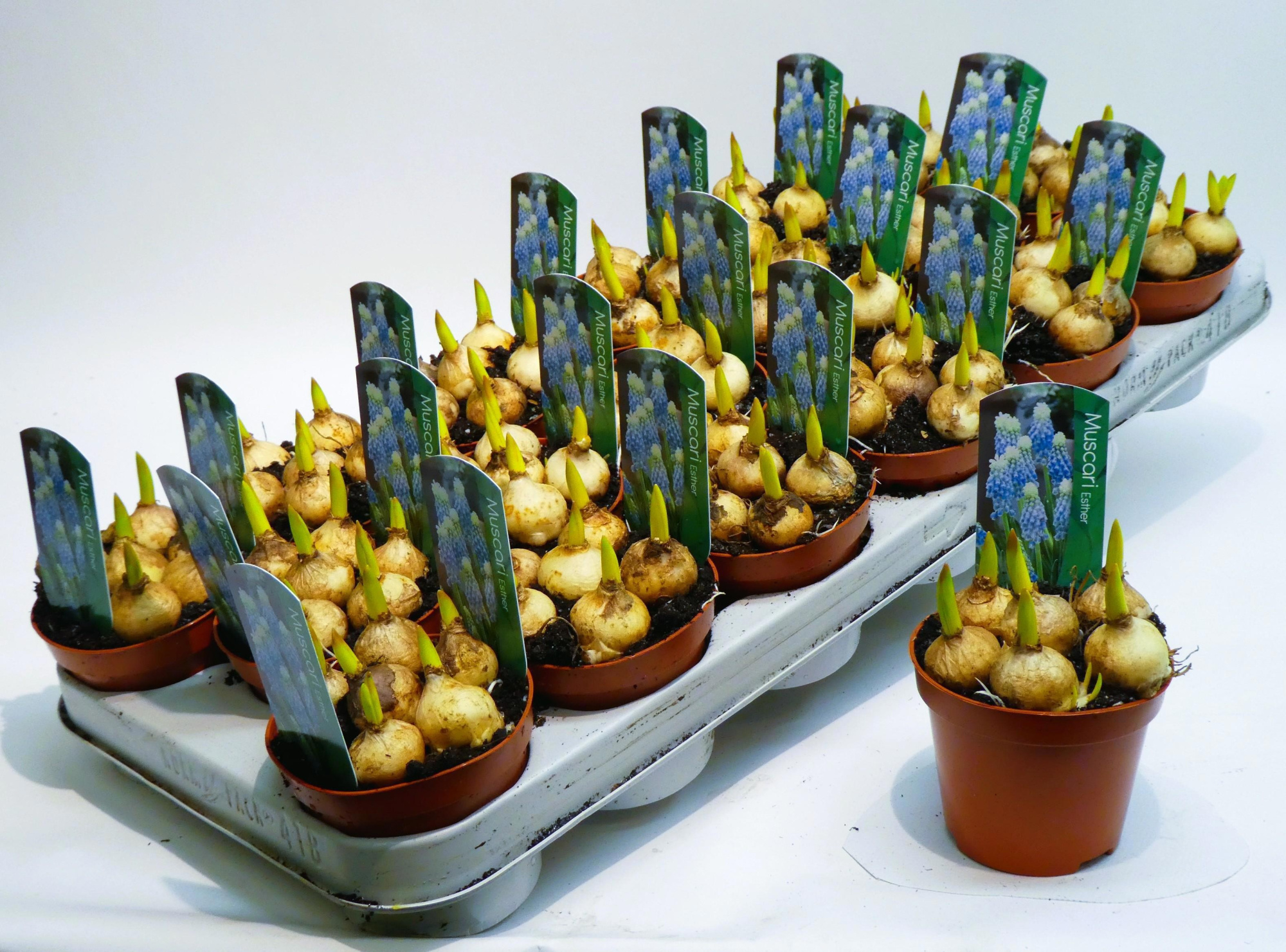 Muscari Esther 9cm, D 9