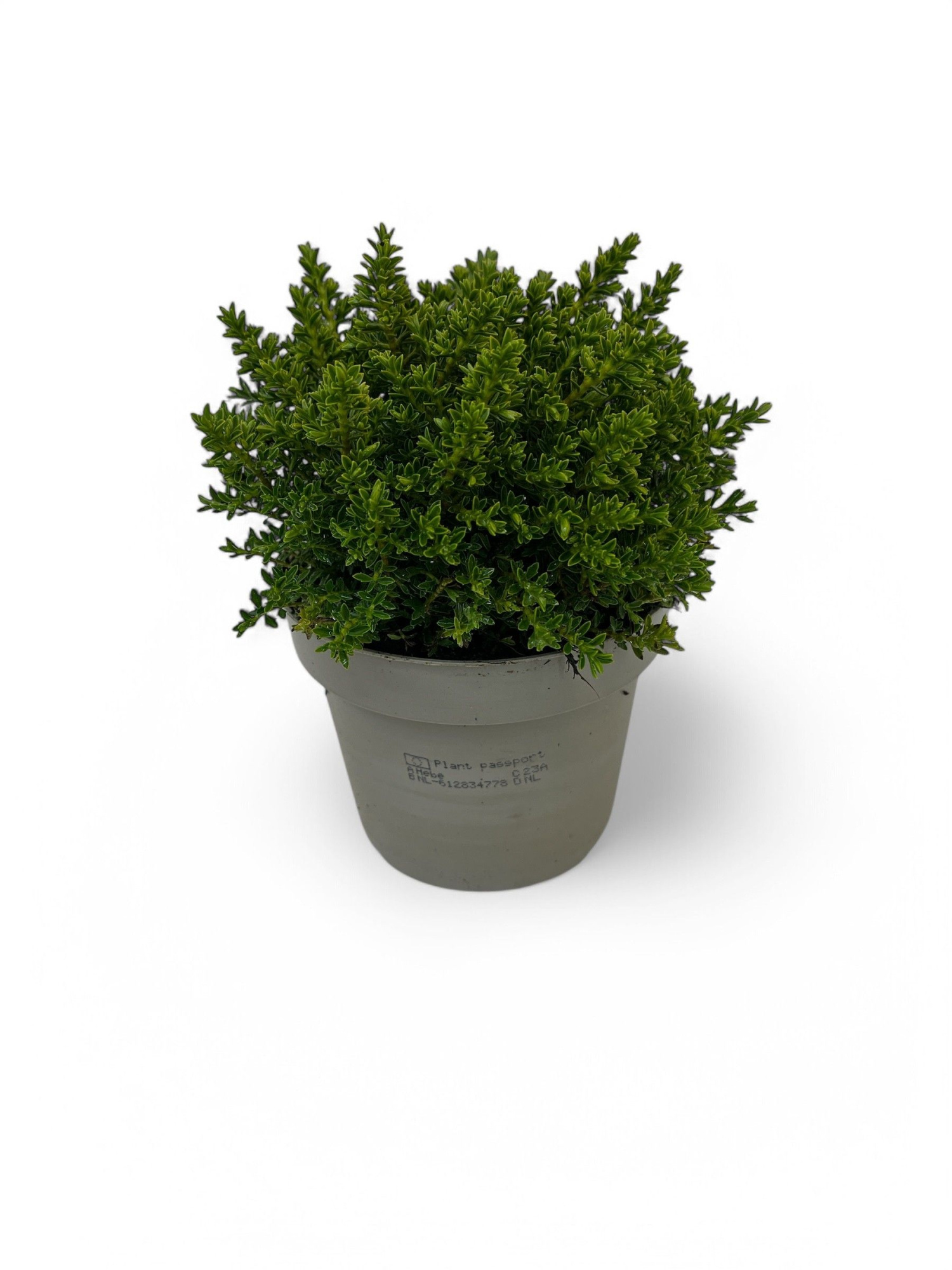 Hebe 'Emerald Gem', D 12