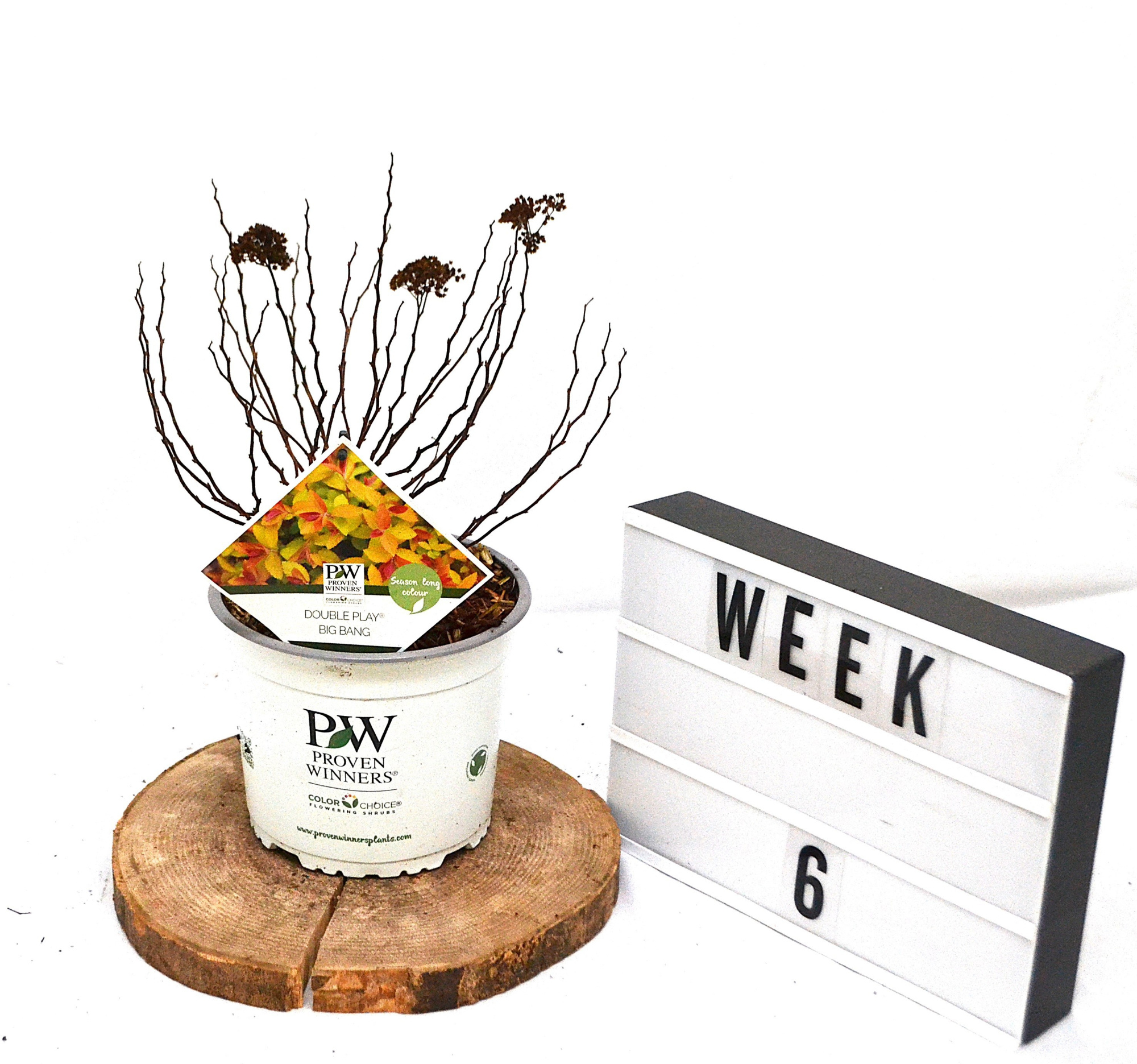 Spirea japonica Double Play Big Bang C3, D 19