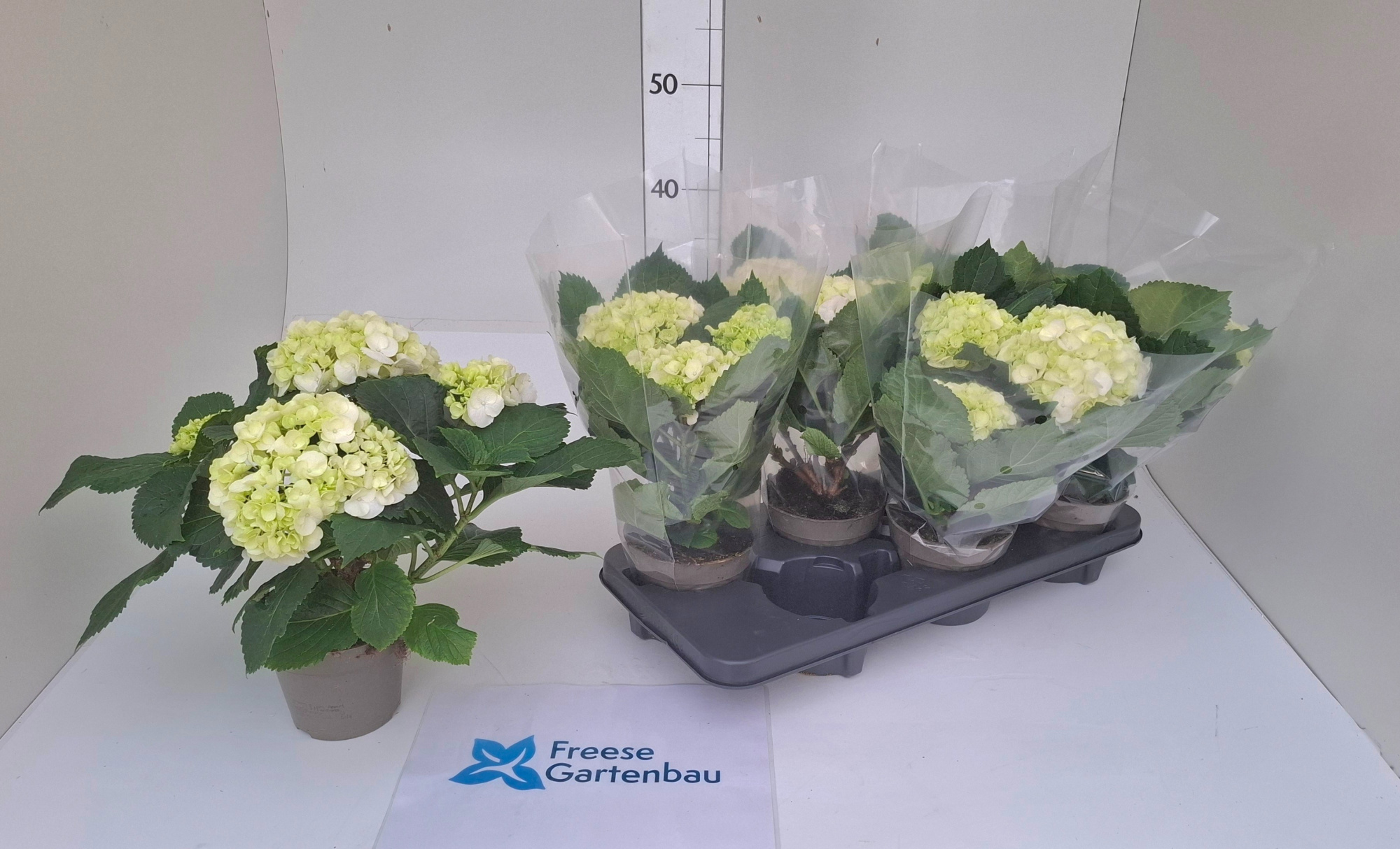 Hydrangea macropyhlla, D 13