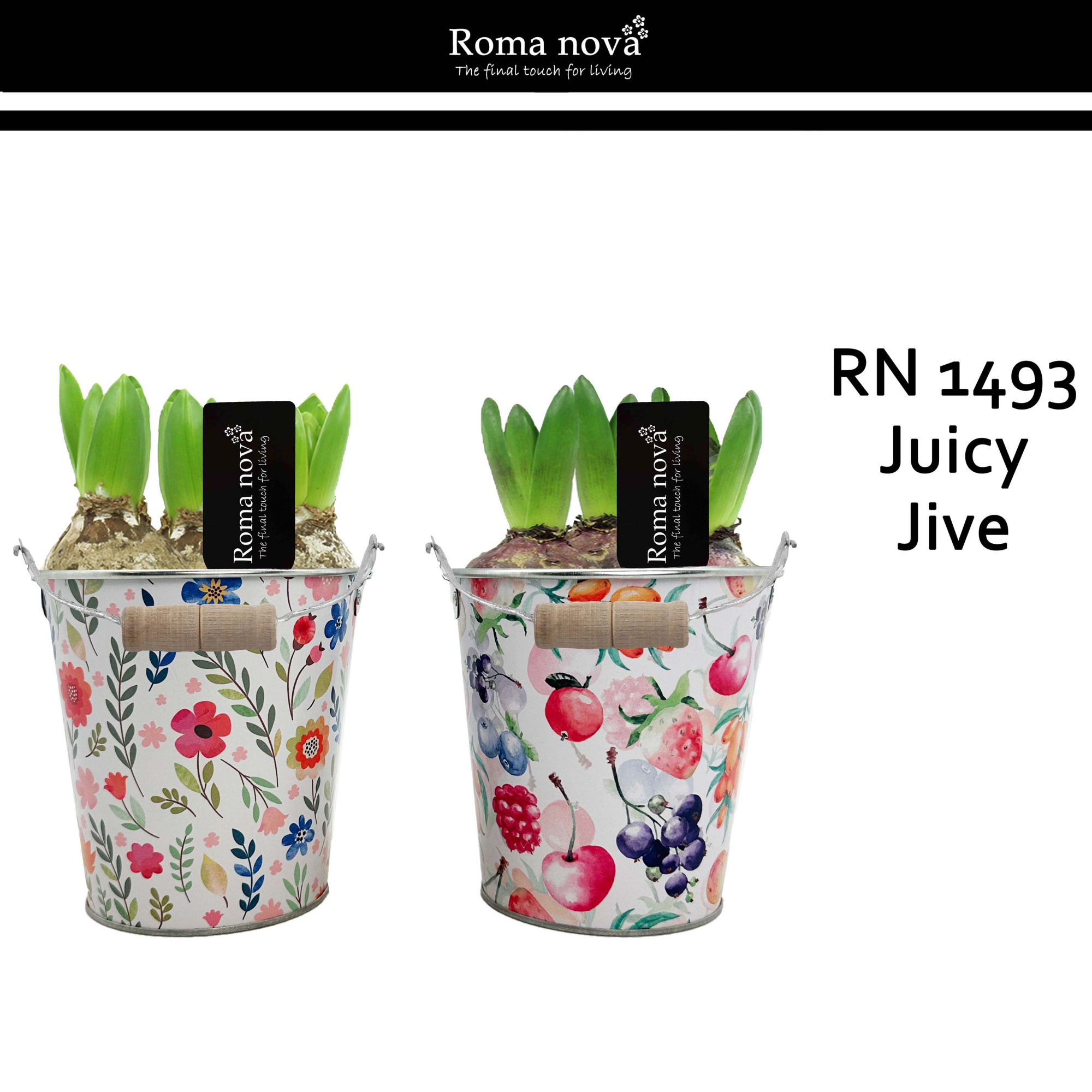 1493 - Juicy Jive (Hyacint), D 14