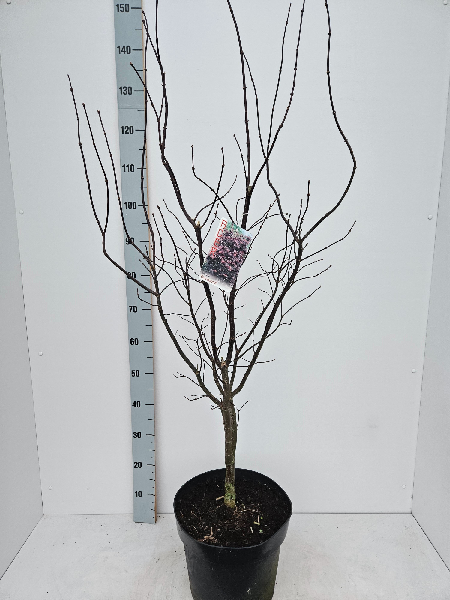 Acer palmatum 'Bloodgood', D 31