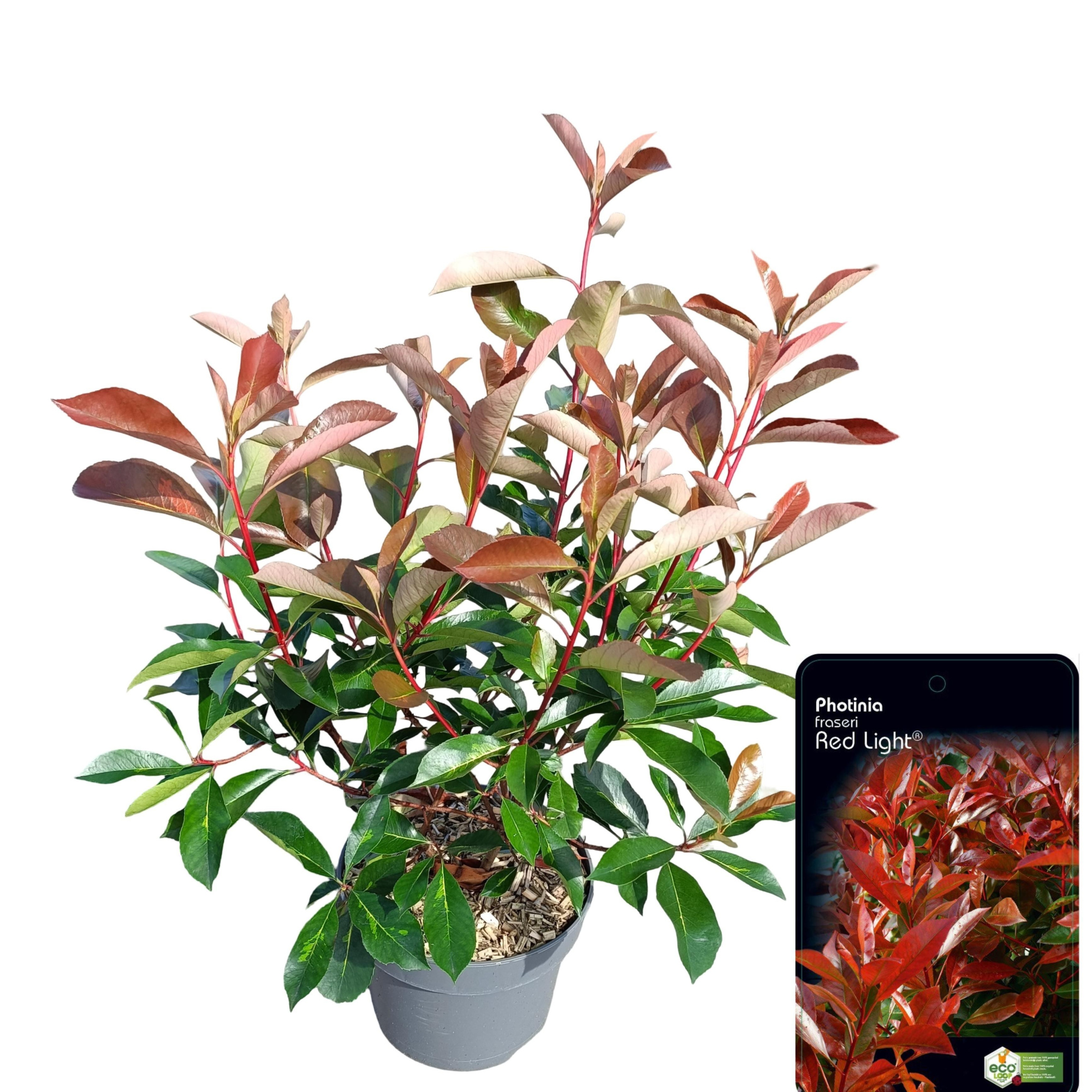 Photinia fraseri 'Red Light', D 23