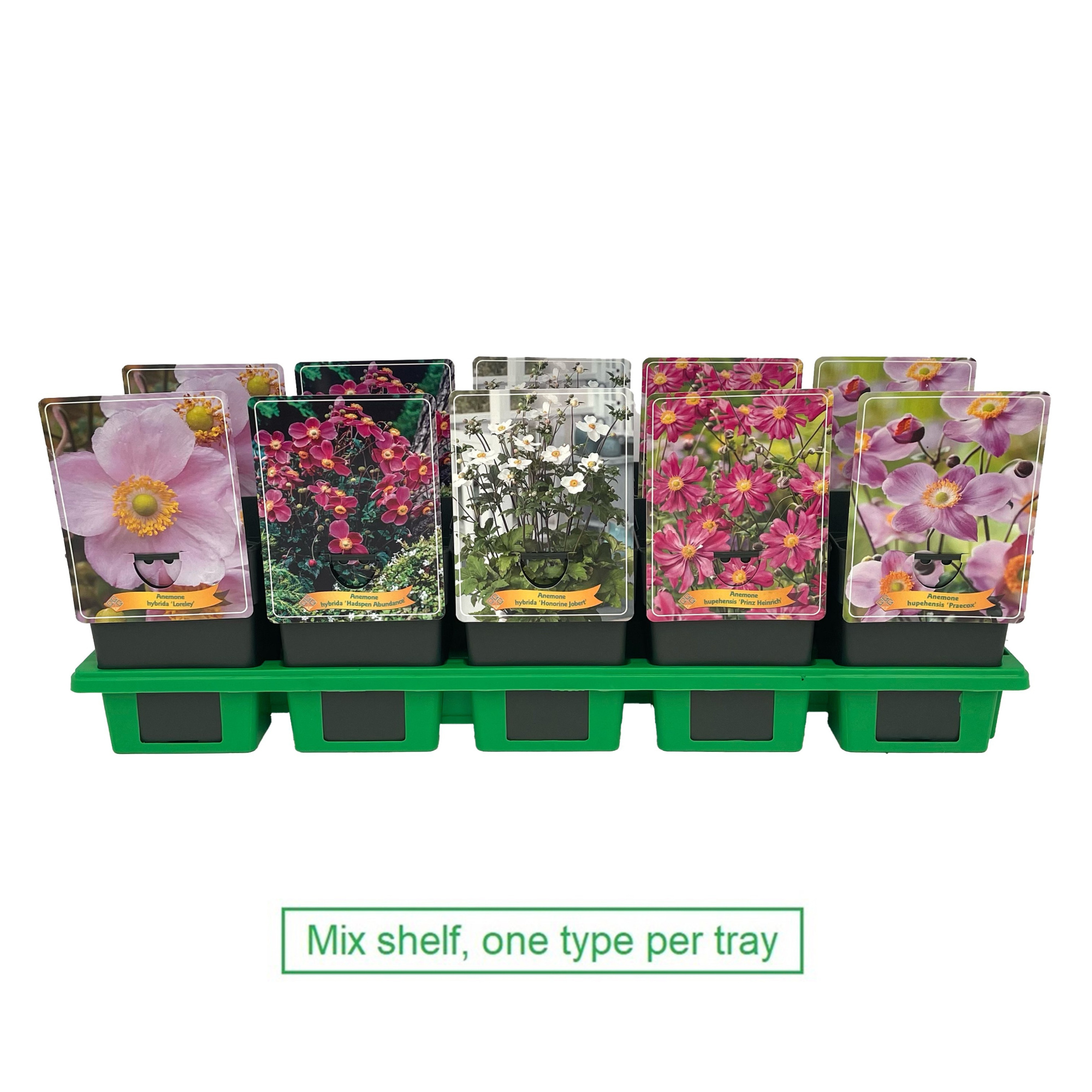 Anemone mix laag P11, D 11