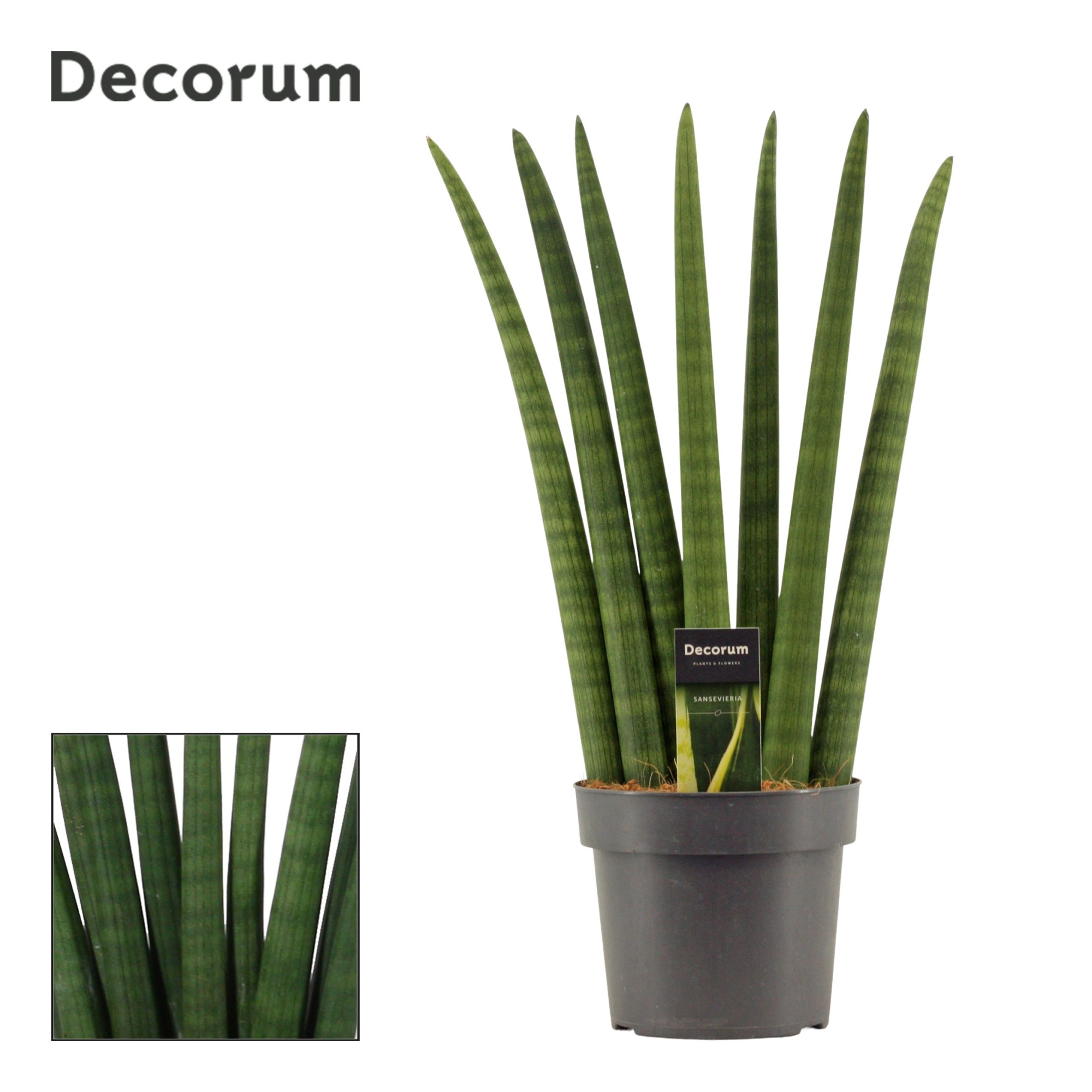 Sansevieria Cylindrica 17 cm Fan (Decorum), D 17