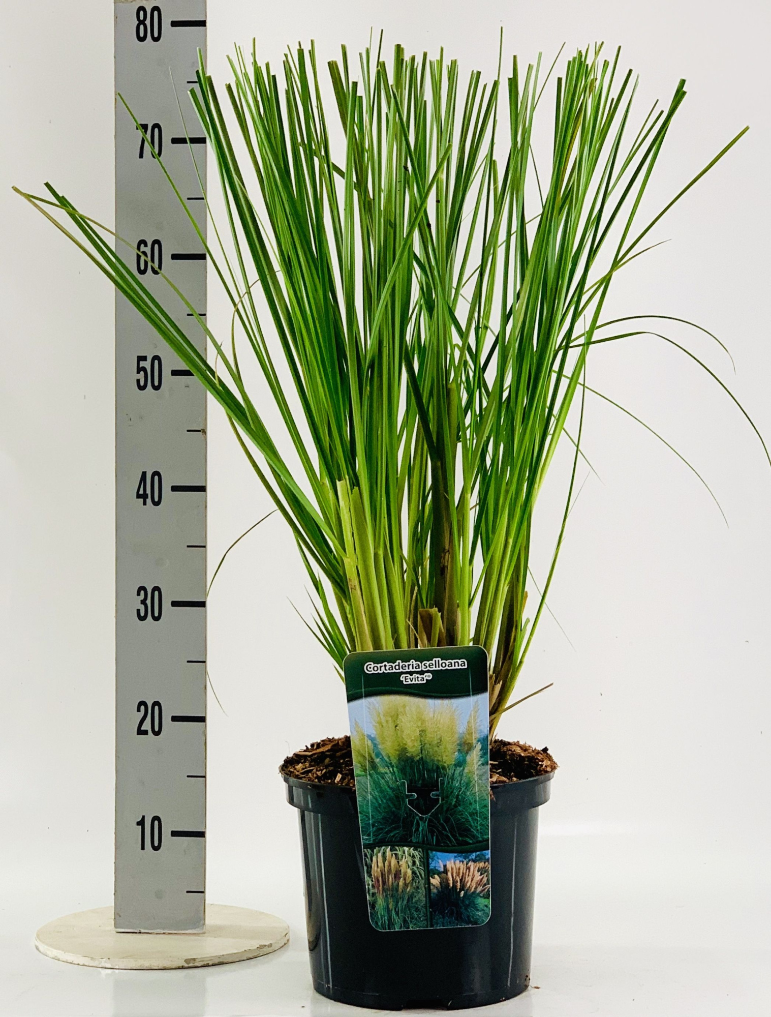 Cortaderia sel. 'Evita'®, D 23