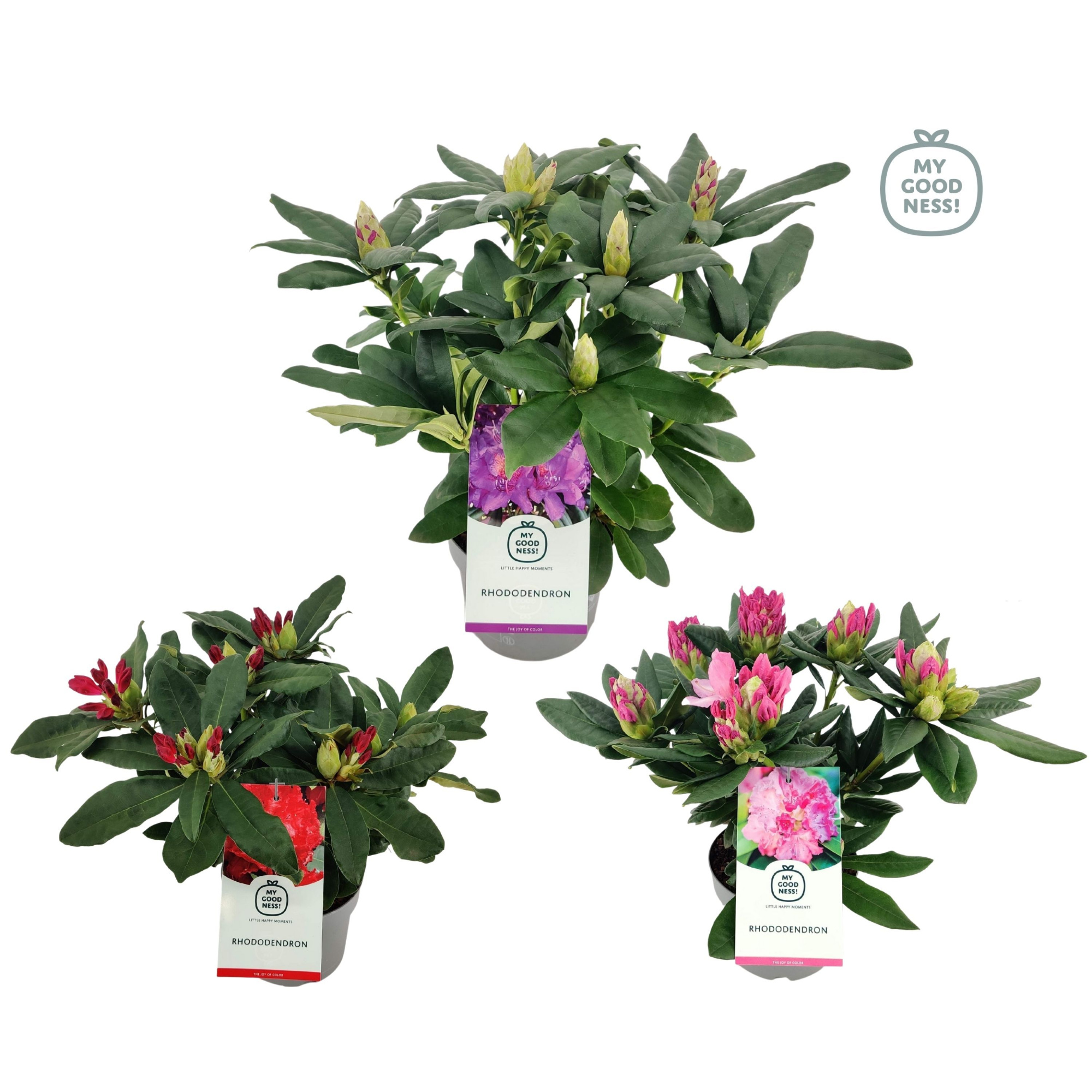 Rhododendron 30-35 /2 liter 'Mix CC' kleurtonend, D 17