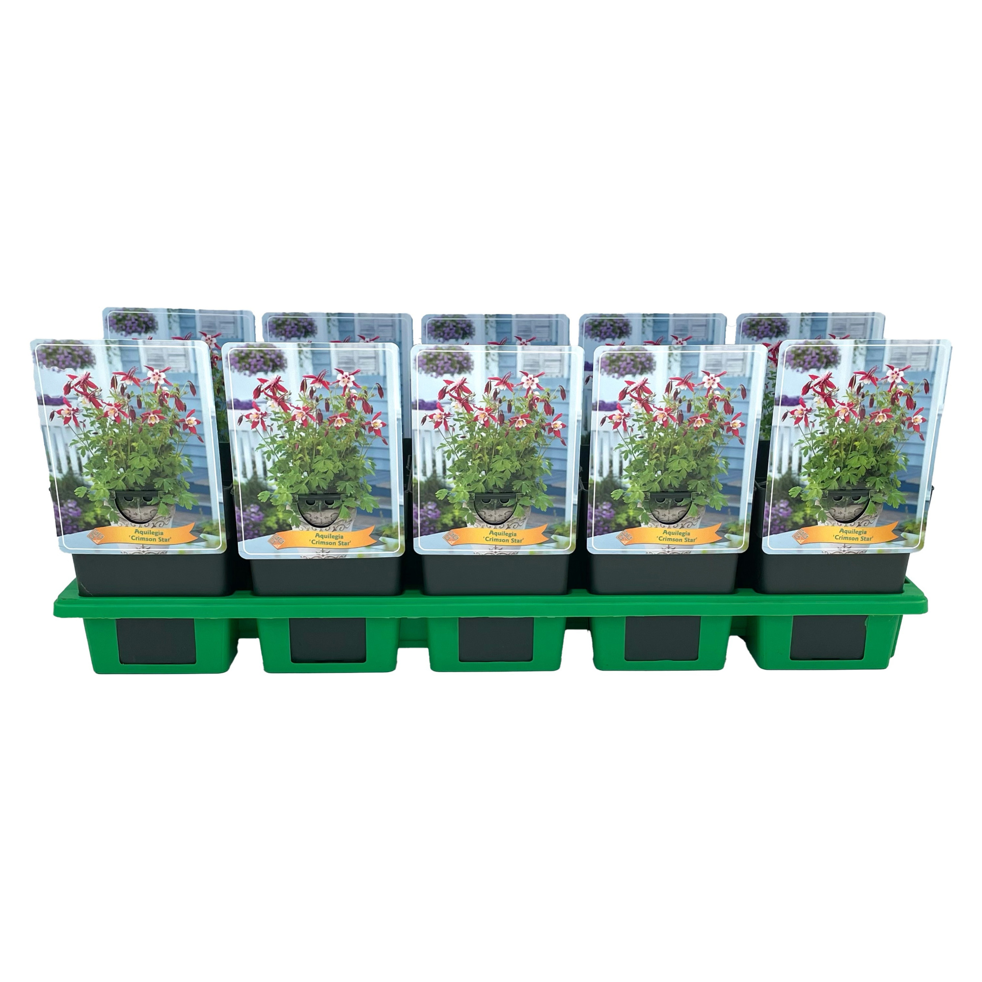 Aquilegia 'Crimson Star' P11, D 11
