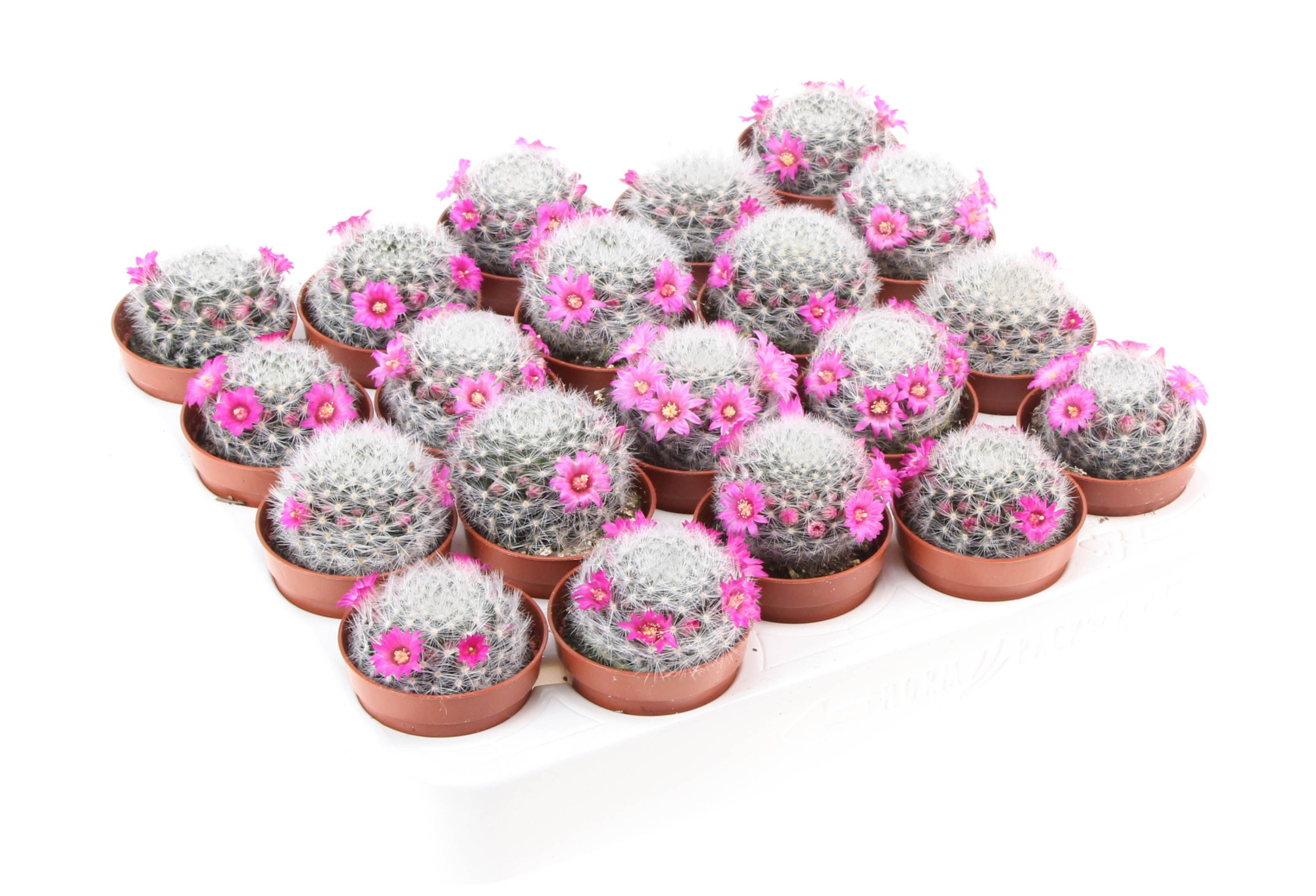Mammillaria Laui, D 5,5