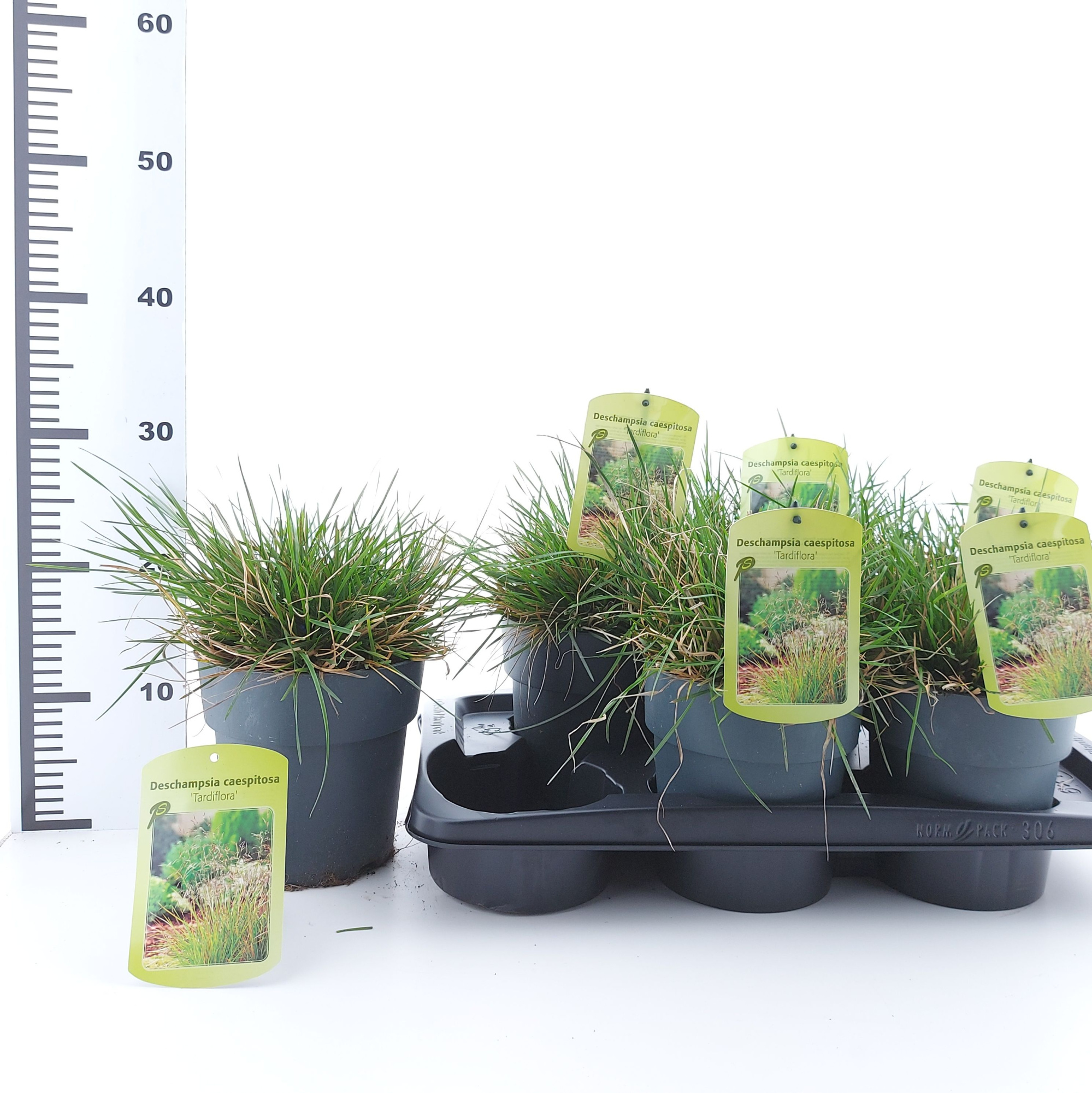 Deschampsia cespitosa 'Tardiflora', D 17