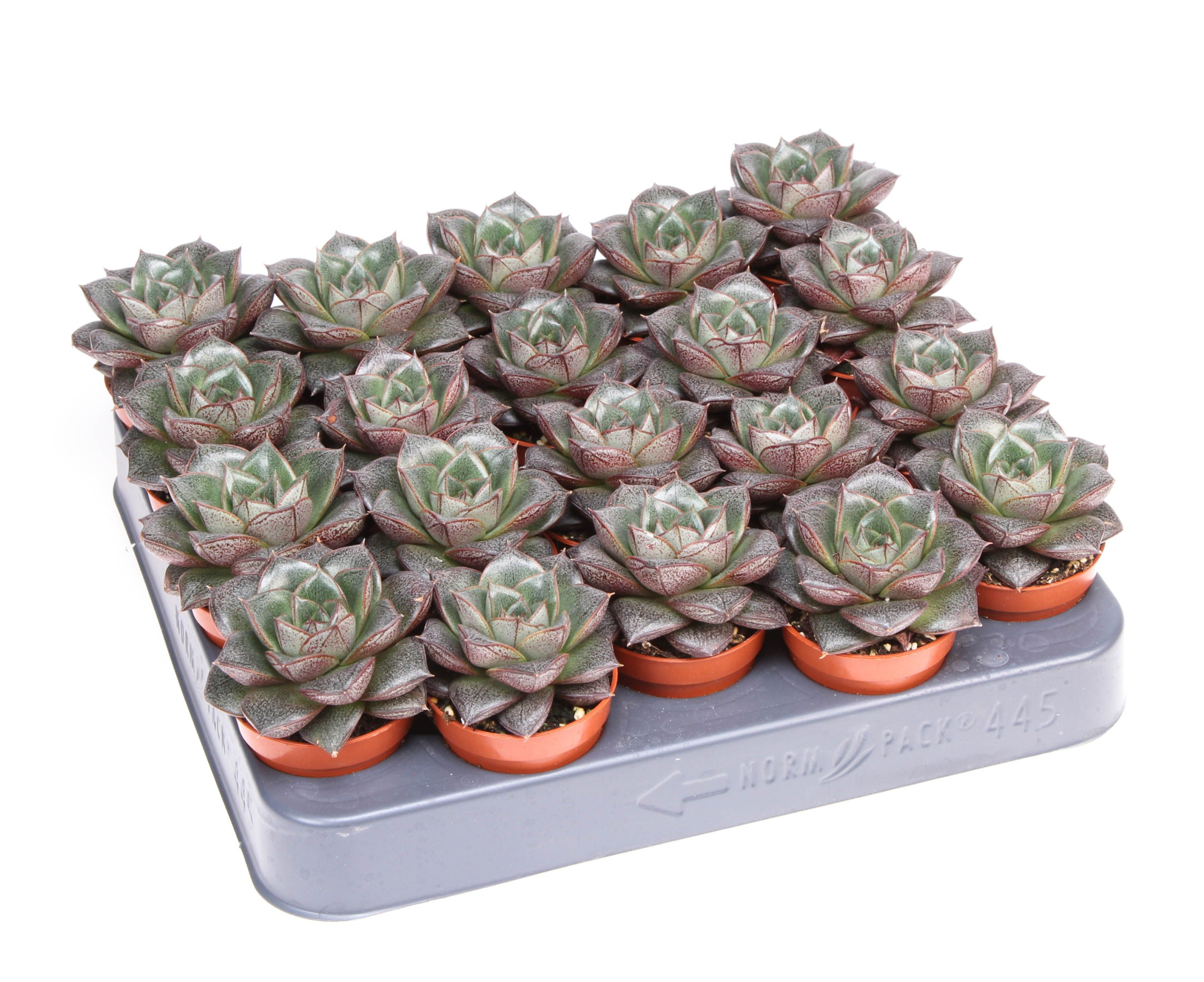 Echeveria purpusorum, D 5,5