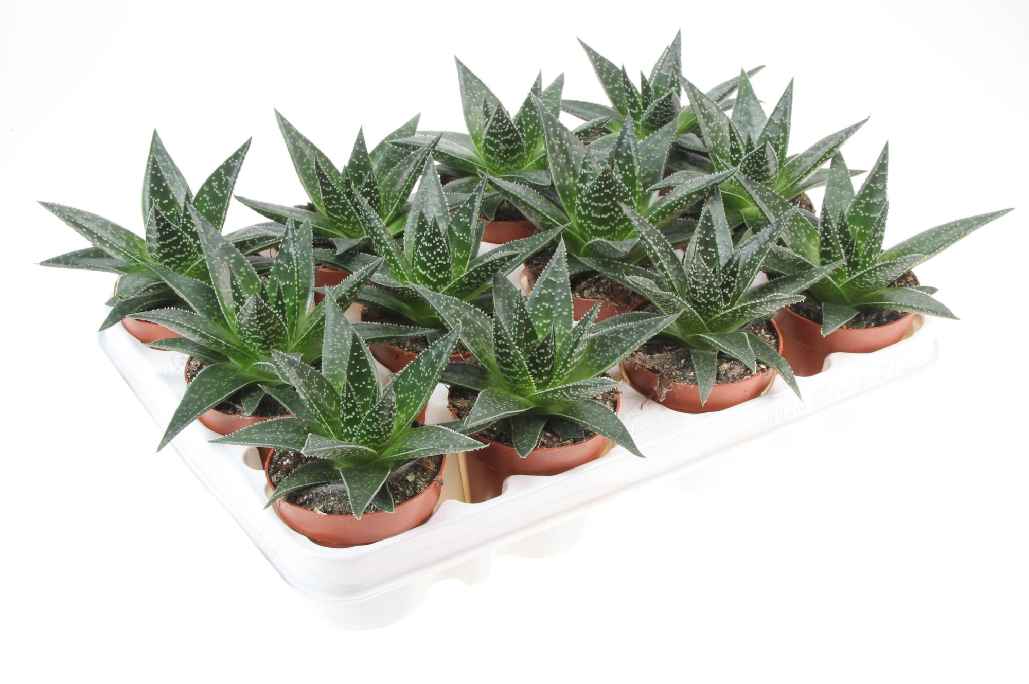 Gasteria Delta, D 8,5