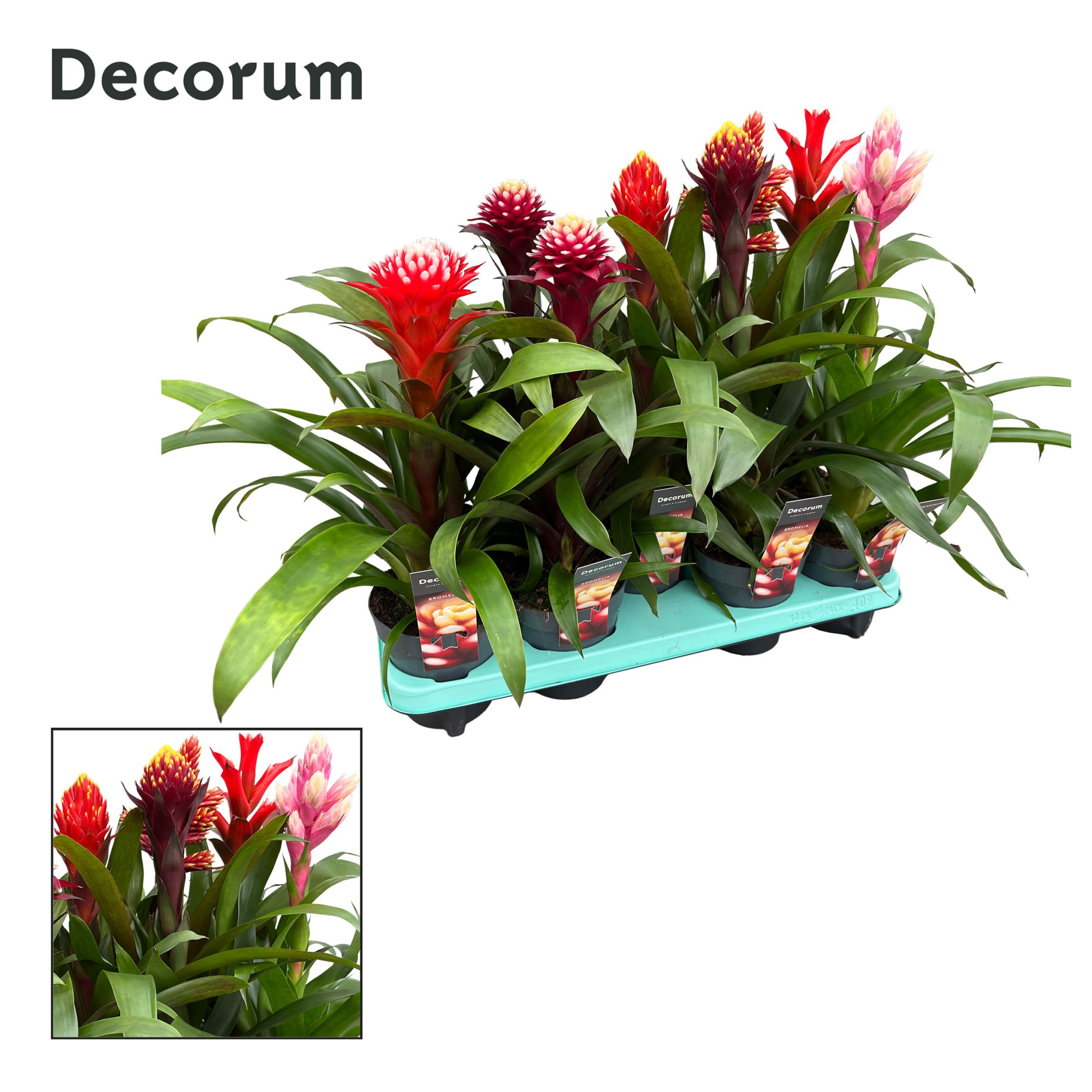 Guzmania Bolmix Exclusive (Decorum), D 13
