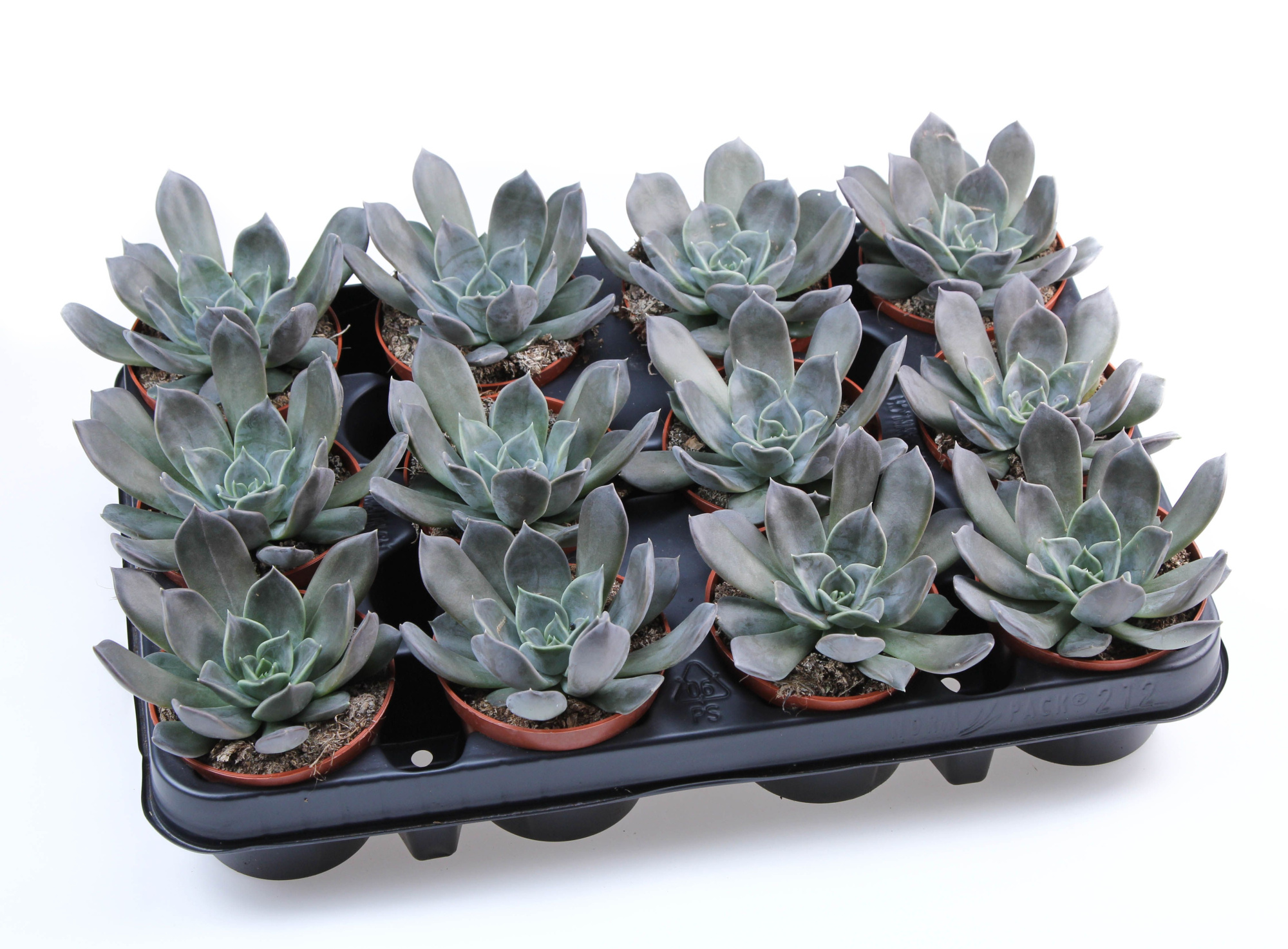 Echeveria hybrid Subra, D 8,5