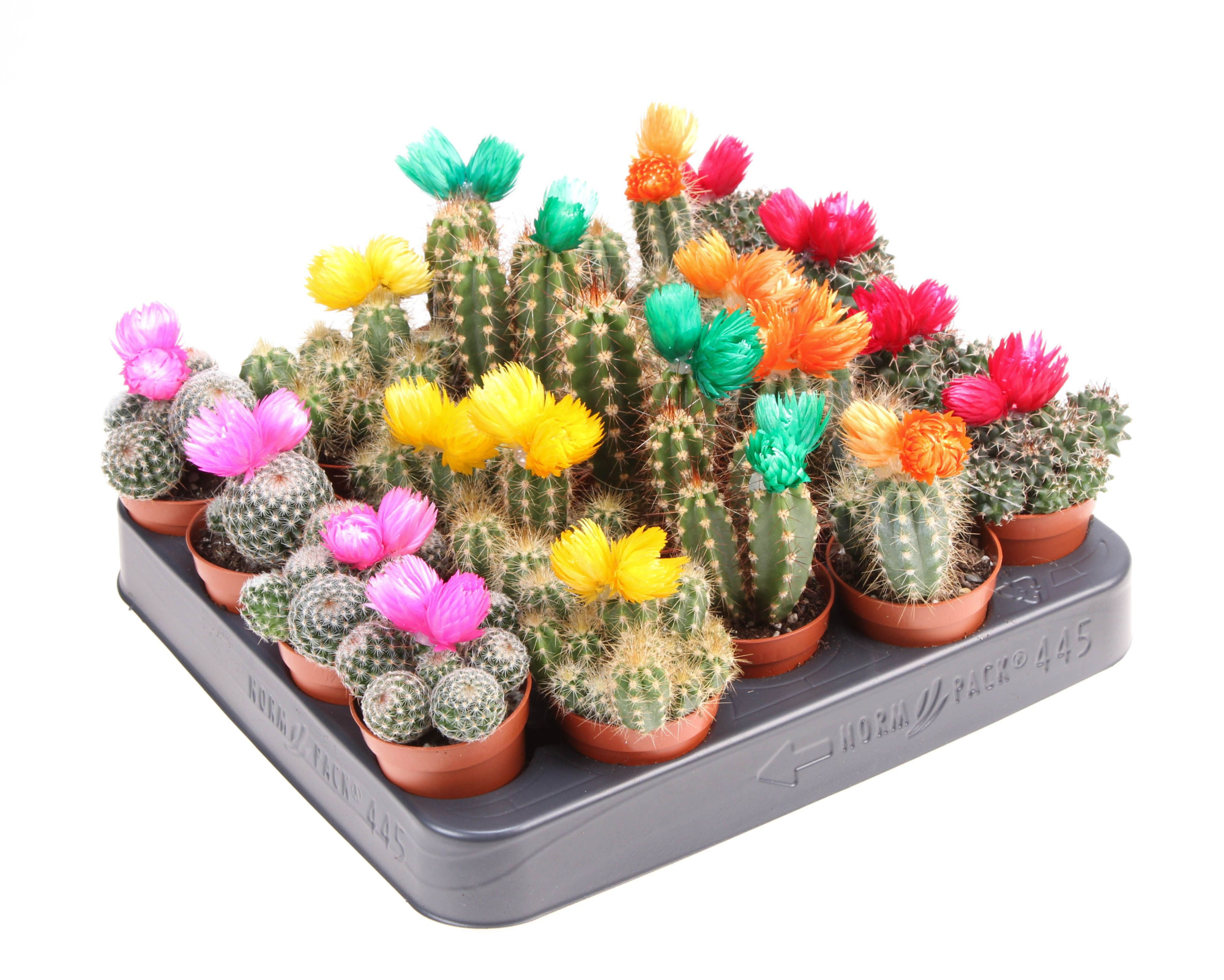 Cactus decoratie strobloem mix, D 5,5