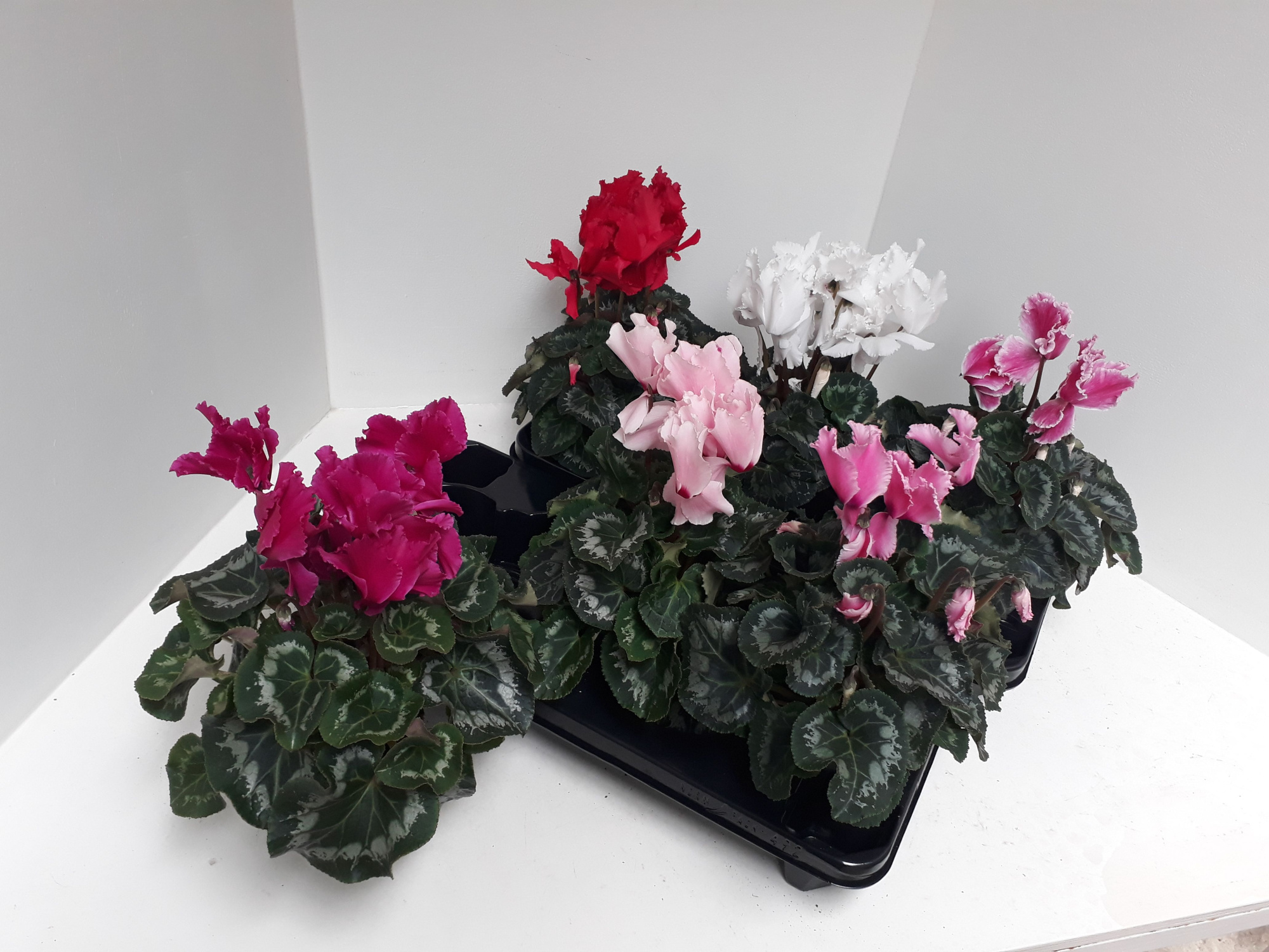 Cyclamen Gefranjerde Halios Curly in de mix, D 13