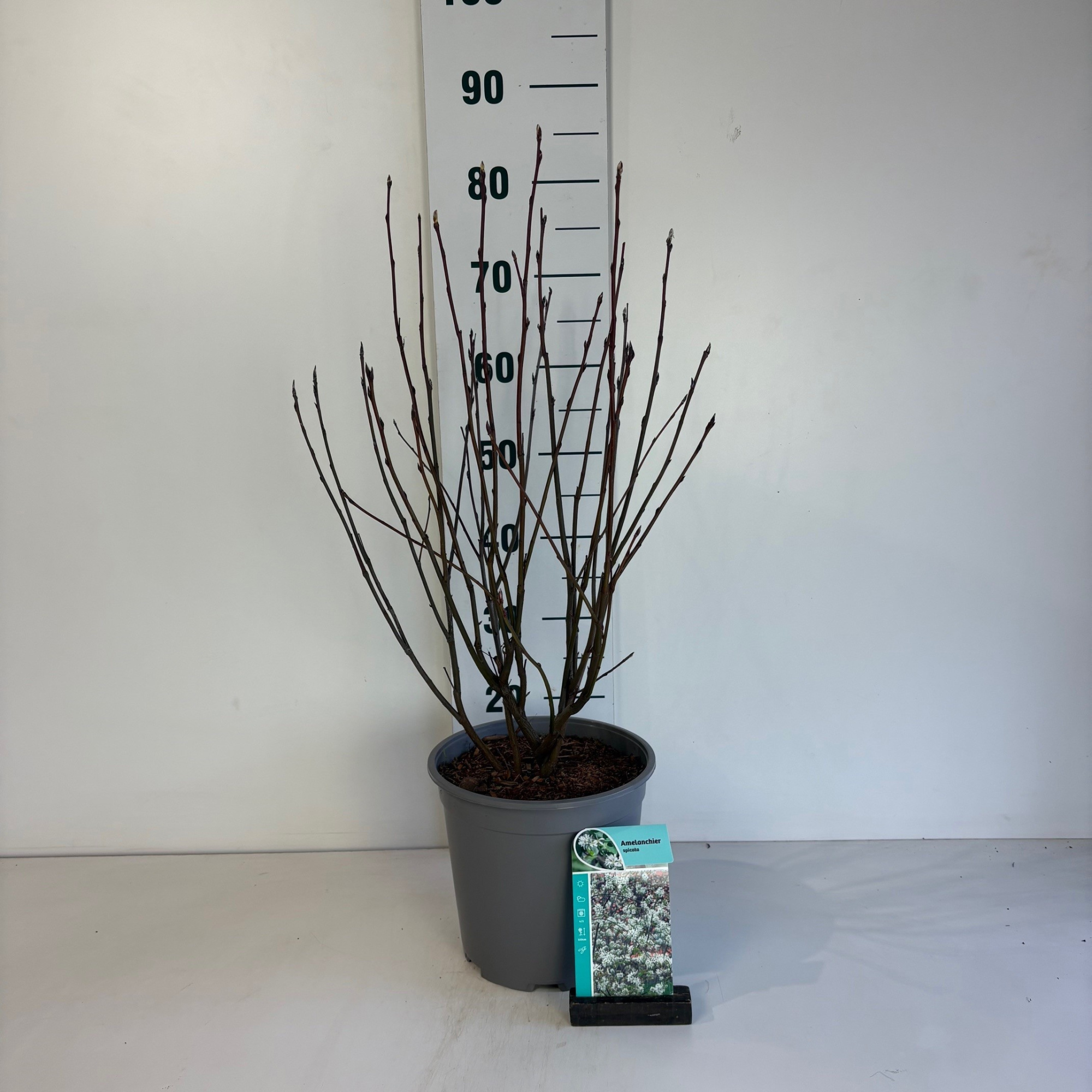 Amelanchier Spicata, D 24