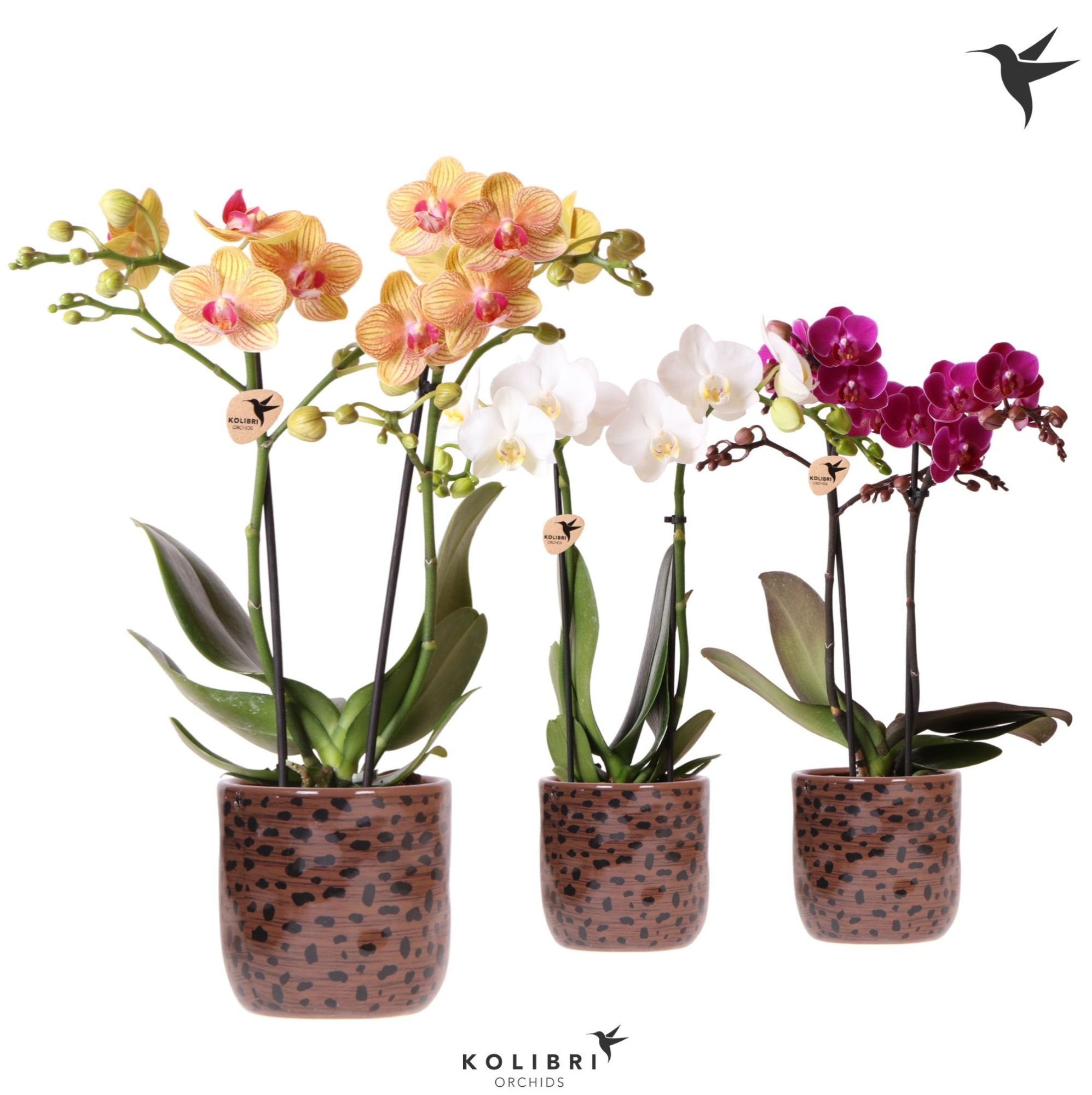 Kolibri Orchids Phalaenopsis mix 2 spike in Leopard pot, D 9