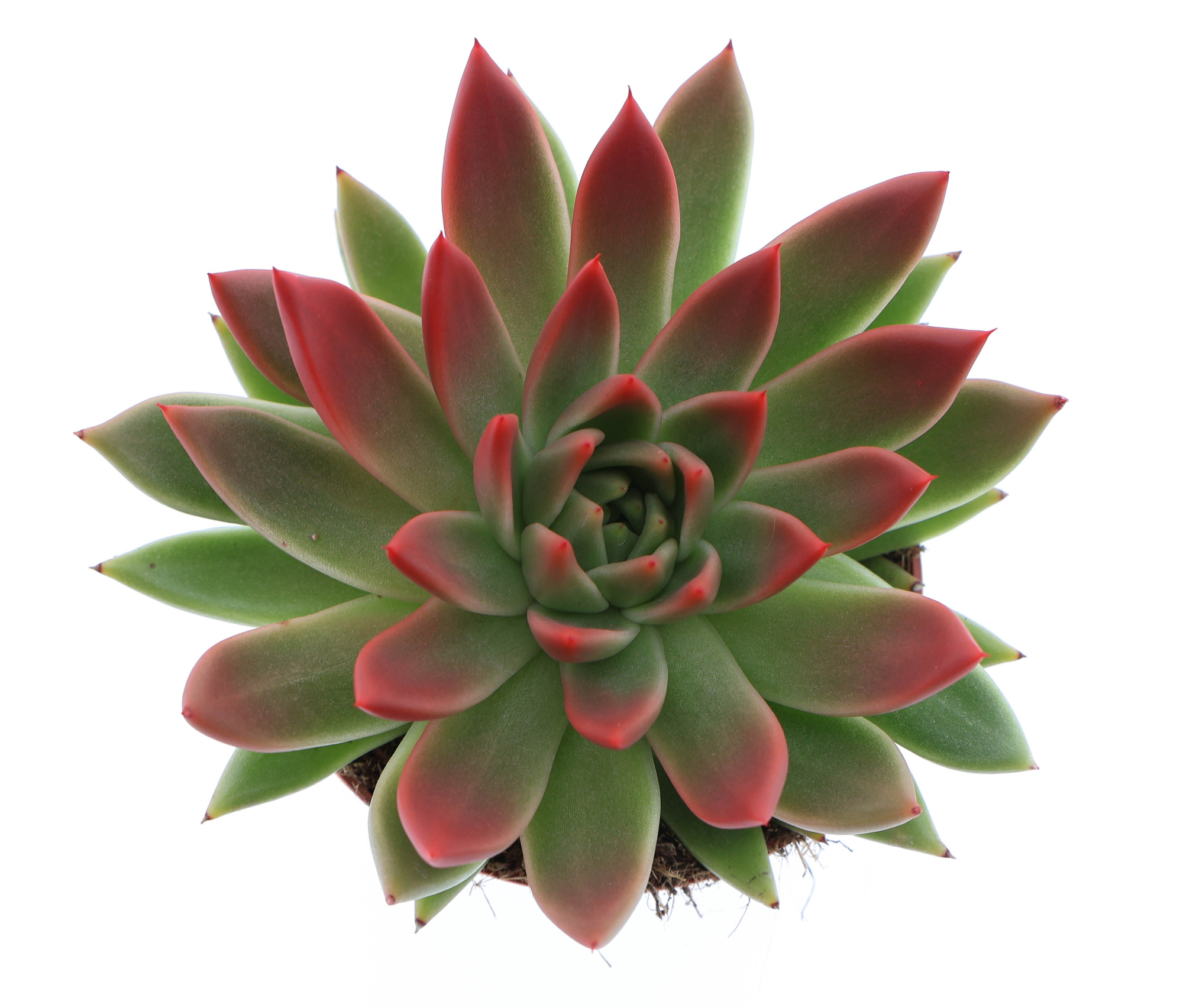 Miranda tips red, D 12