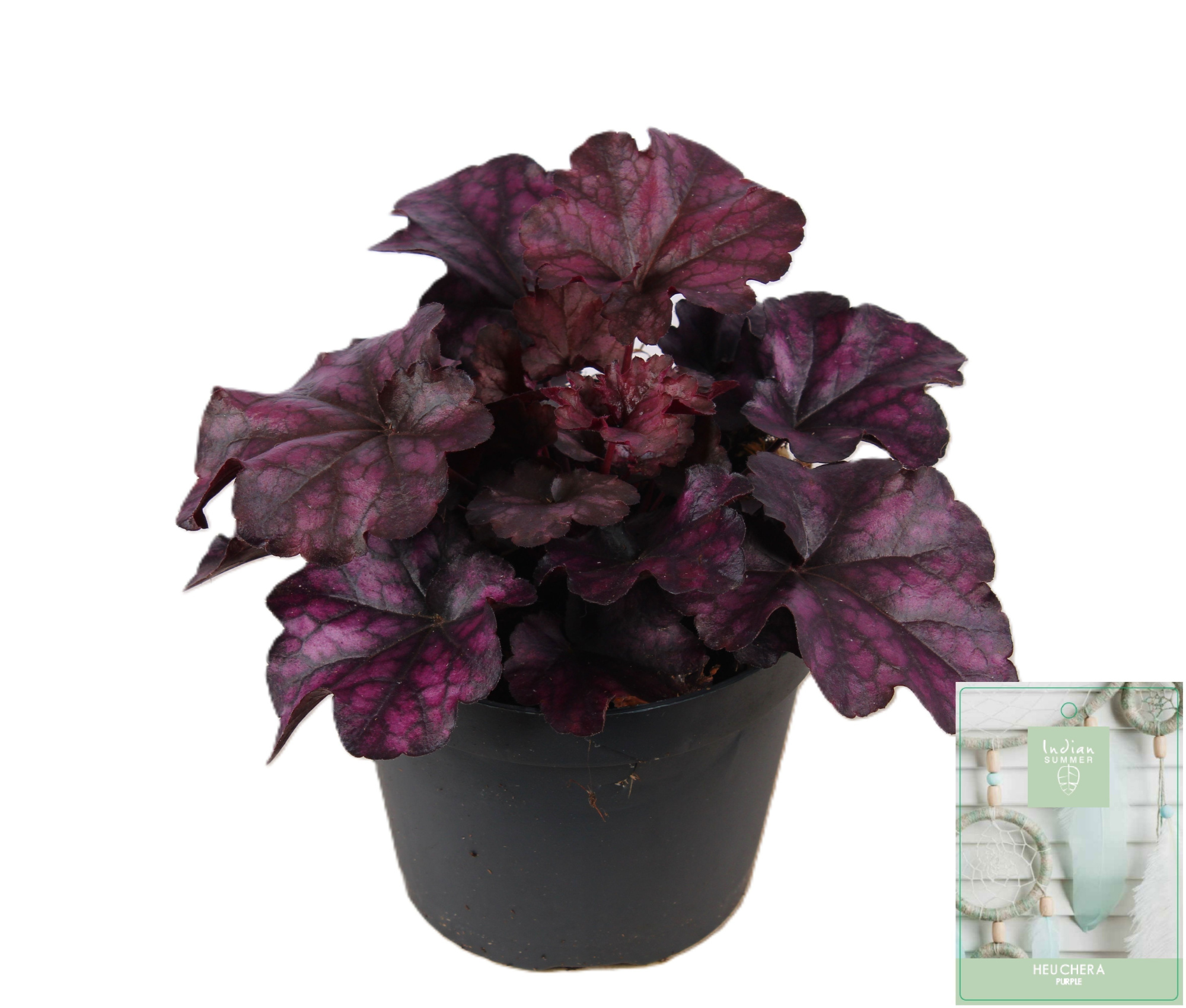 Heuchera Indian Summer Purple, D 15