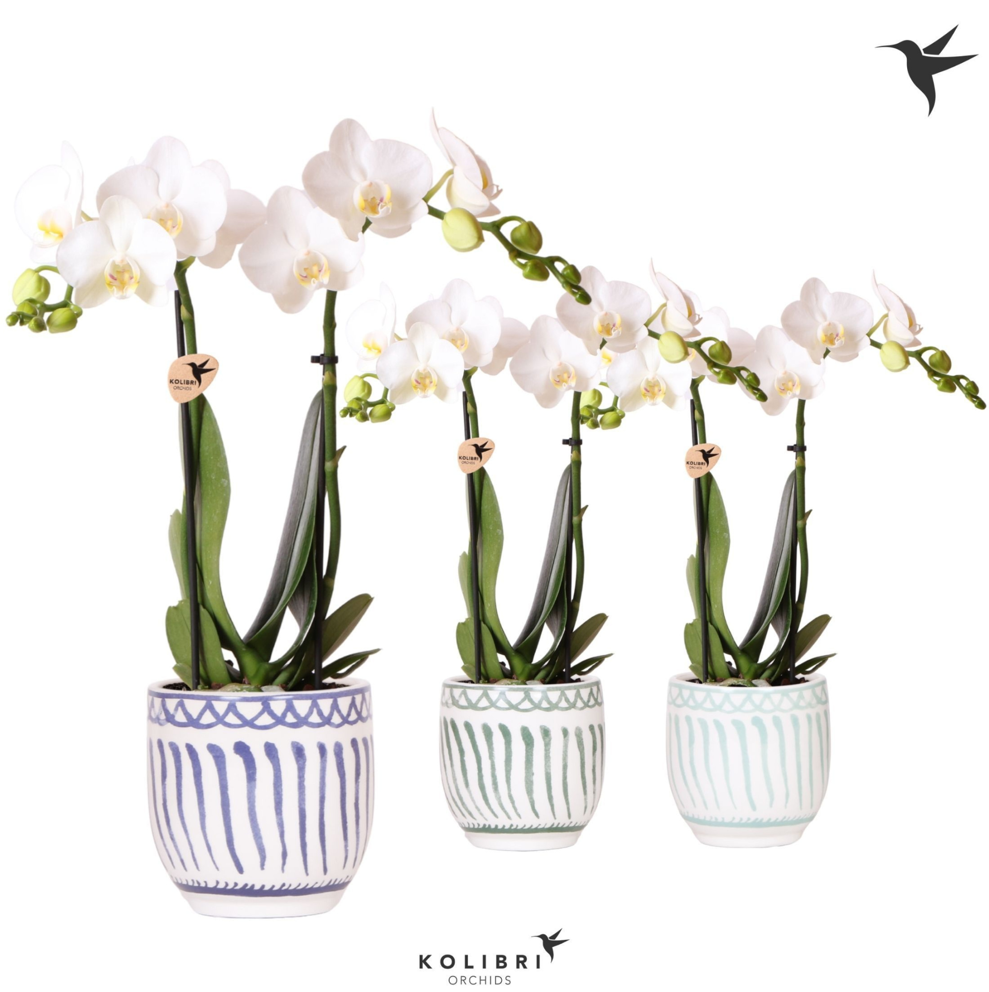 Kolibri Orchids Phalaenopsis white 2 spike in Granada blue mix, D 9