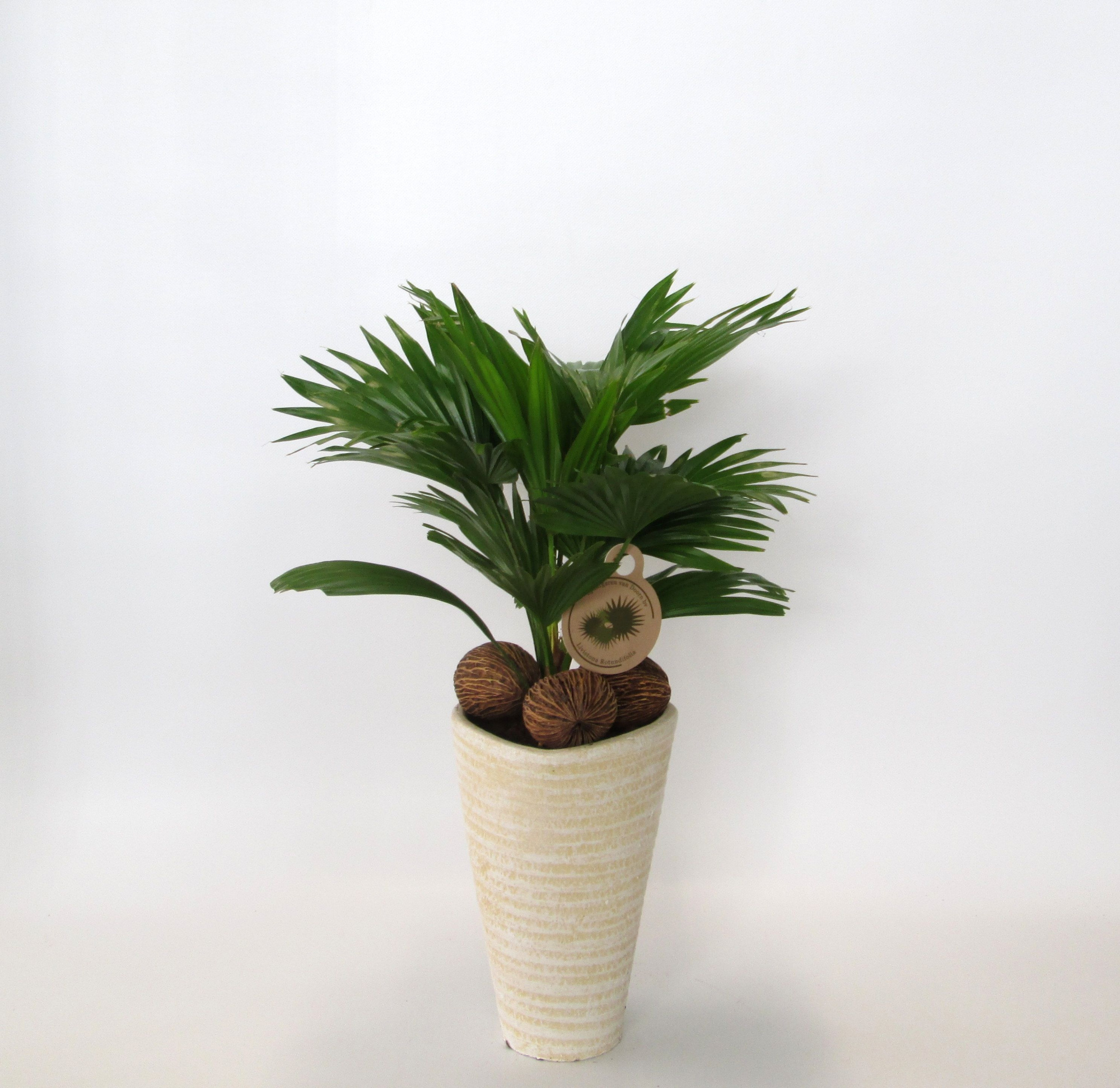 Livistona rotundifolia, D 16