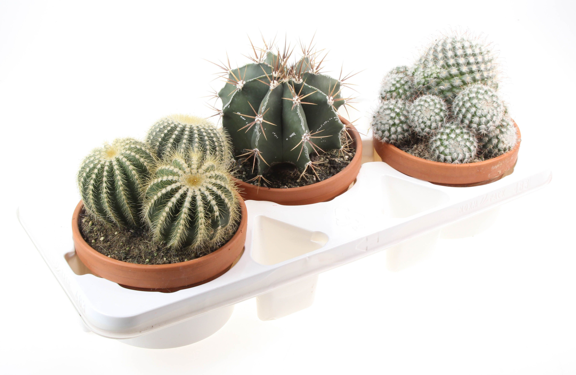 Cactus bol mix, D 17