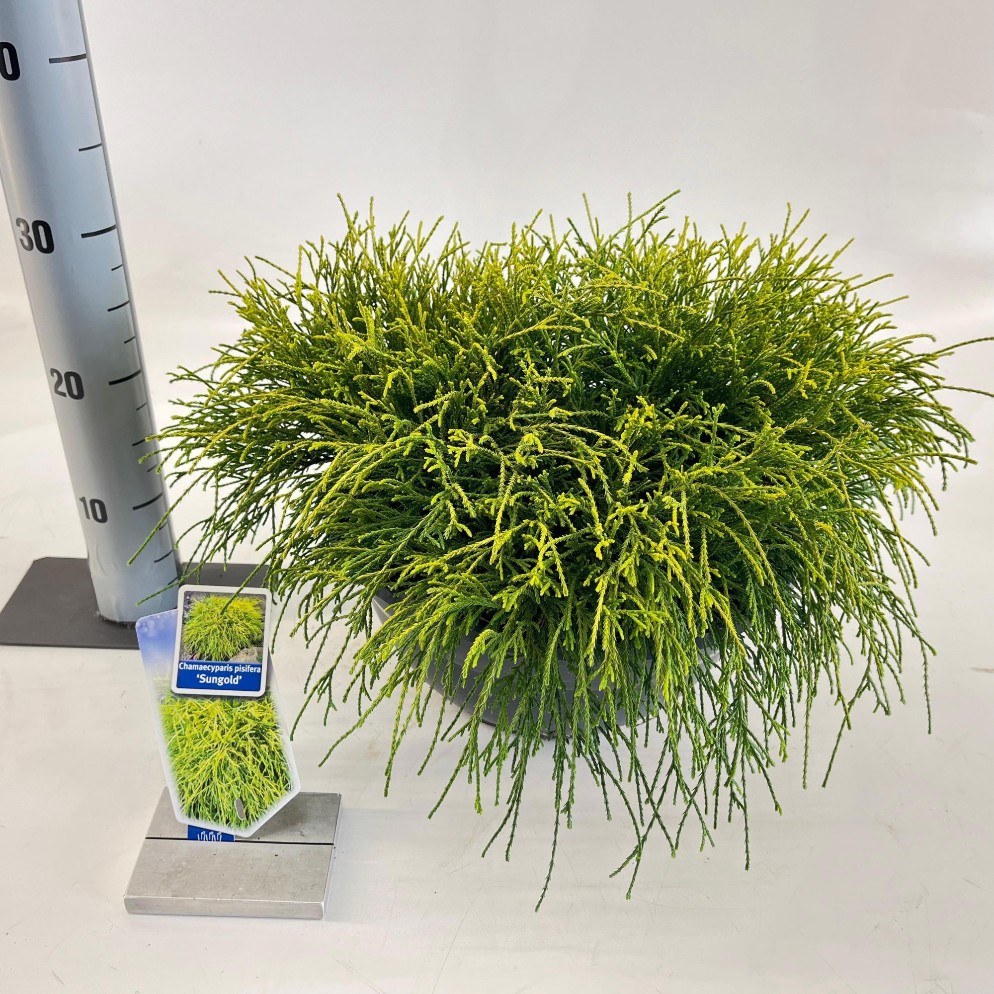Chamaecyparis p. ‘Sungold’, D 33