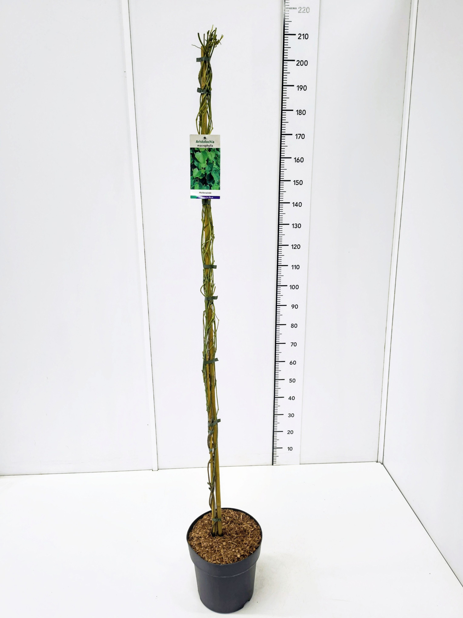 Aristolochia macrophylla 150-175C10, D 28