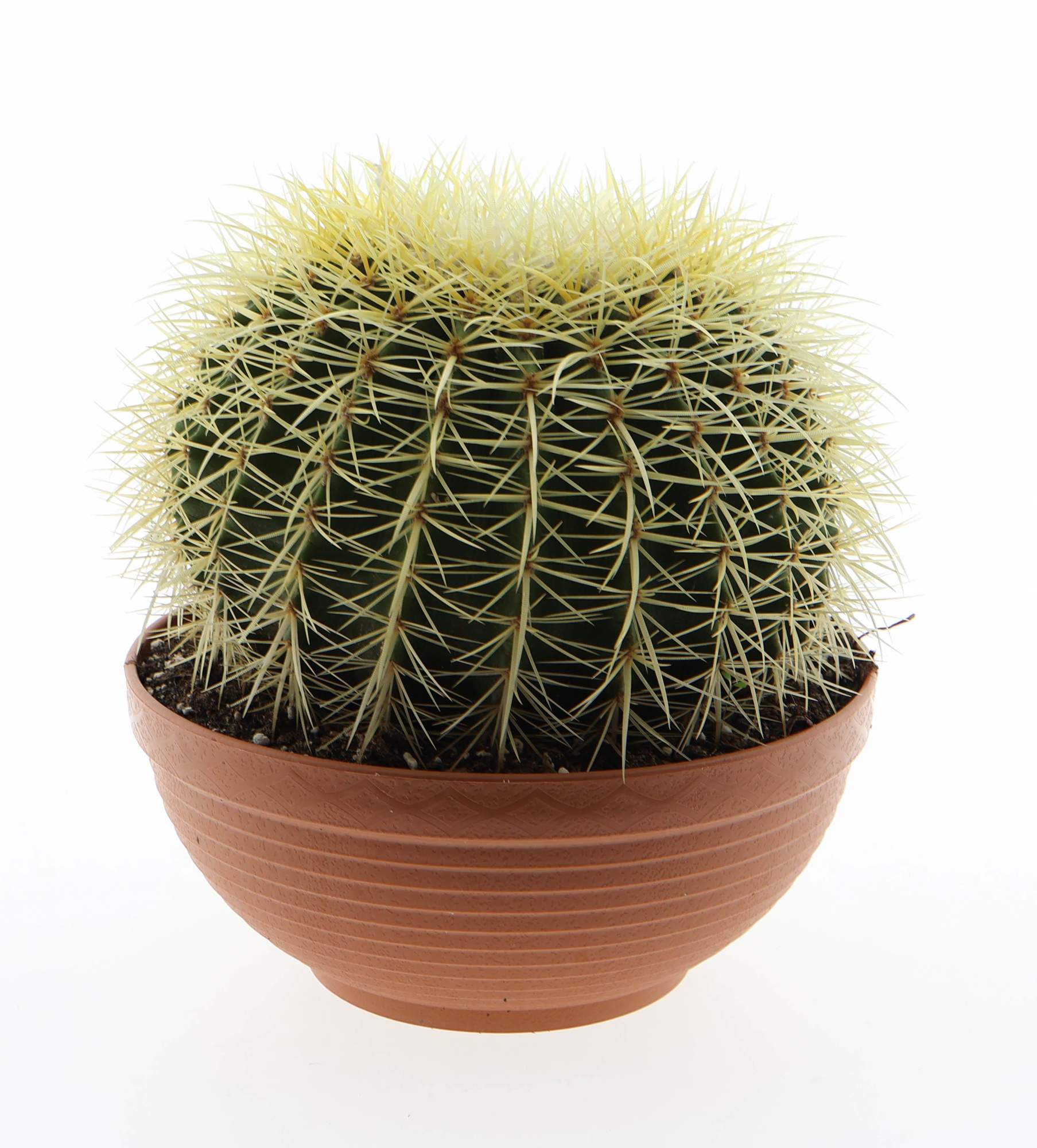 Echinocactus grusonii, D 26