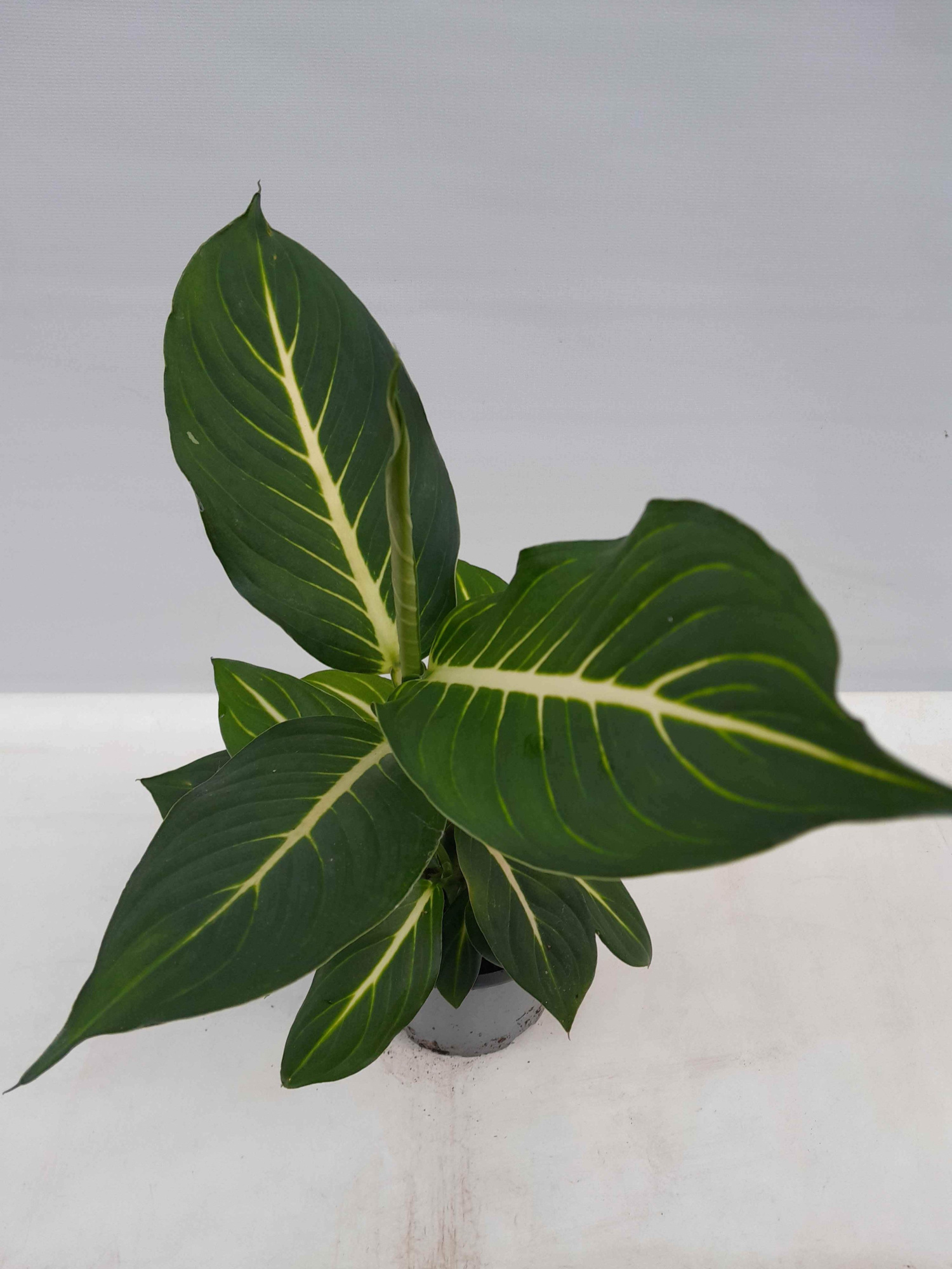 DIEFFENBACHIA MACULATA 'Sterling', D 12
