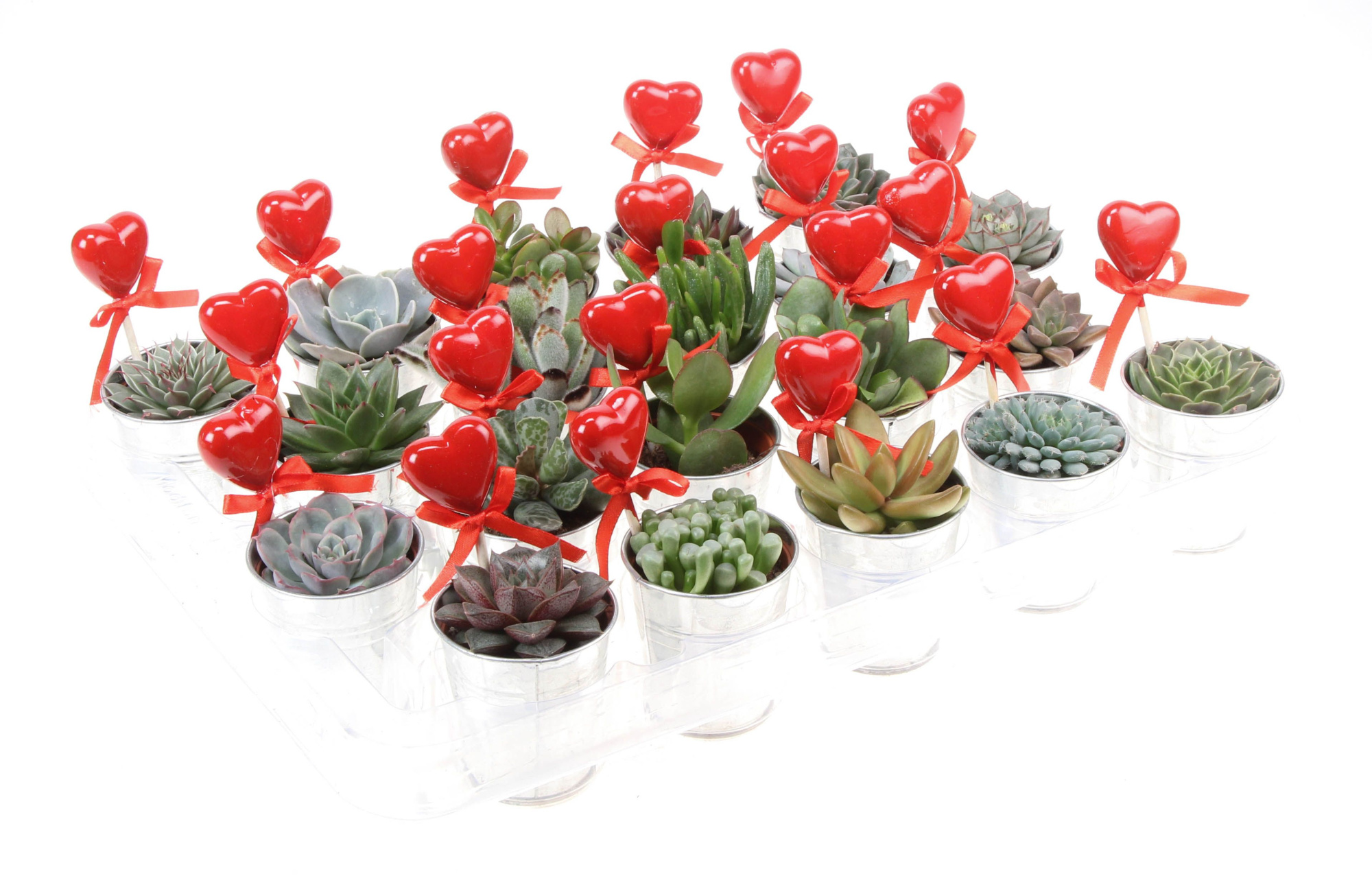 Zink succulent+hartje, D 7