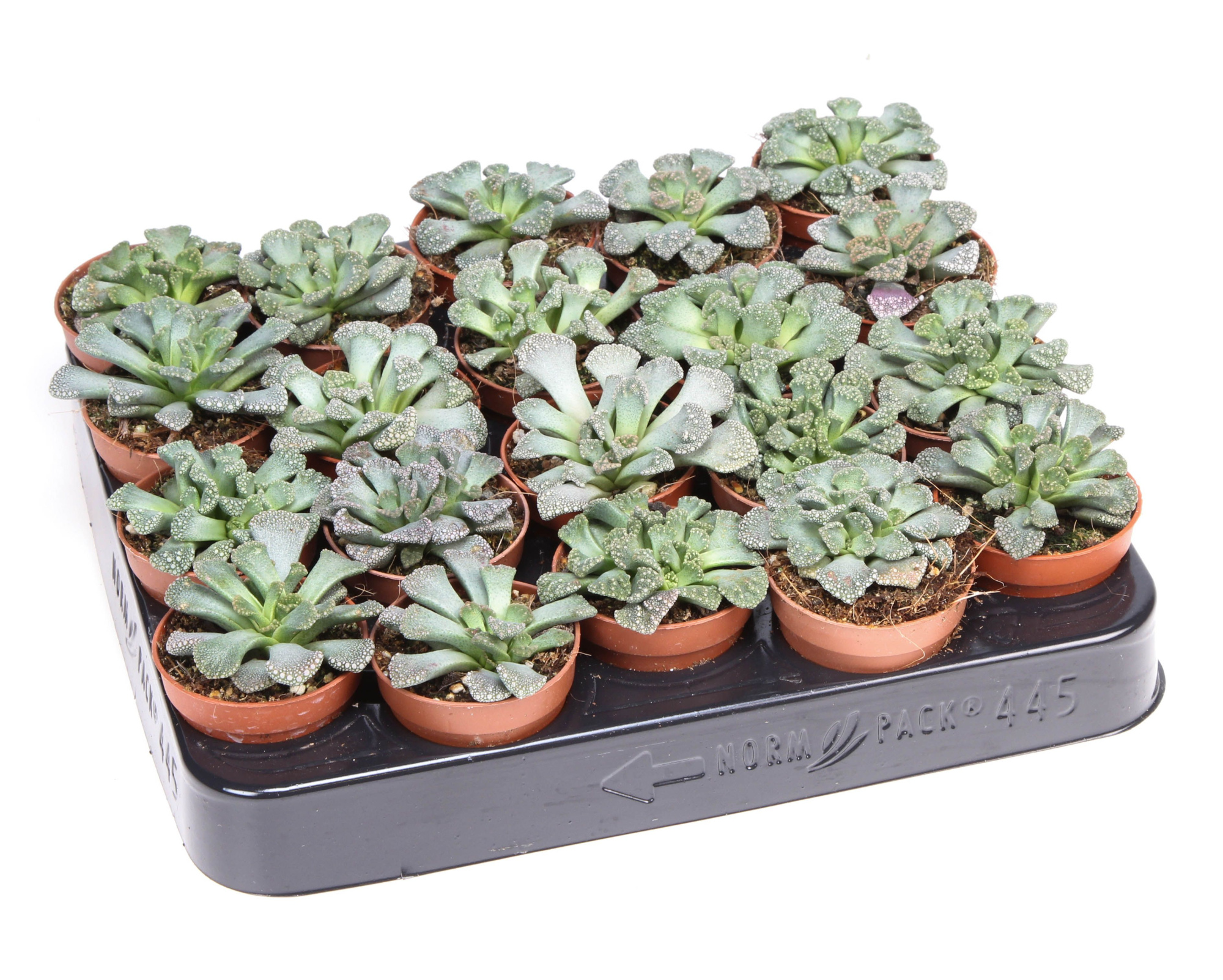 Titanopsis calcarea, D 5,5