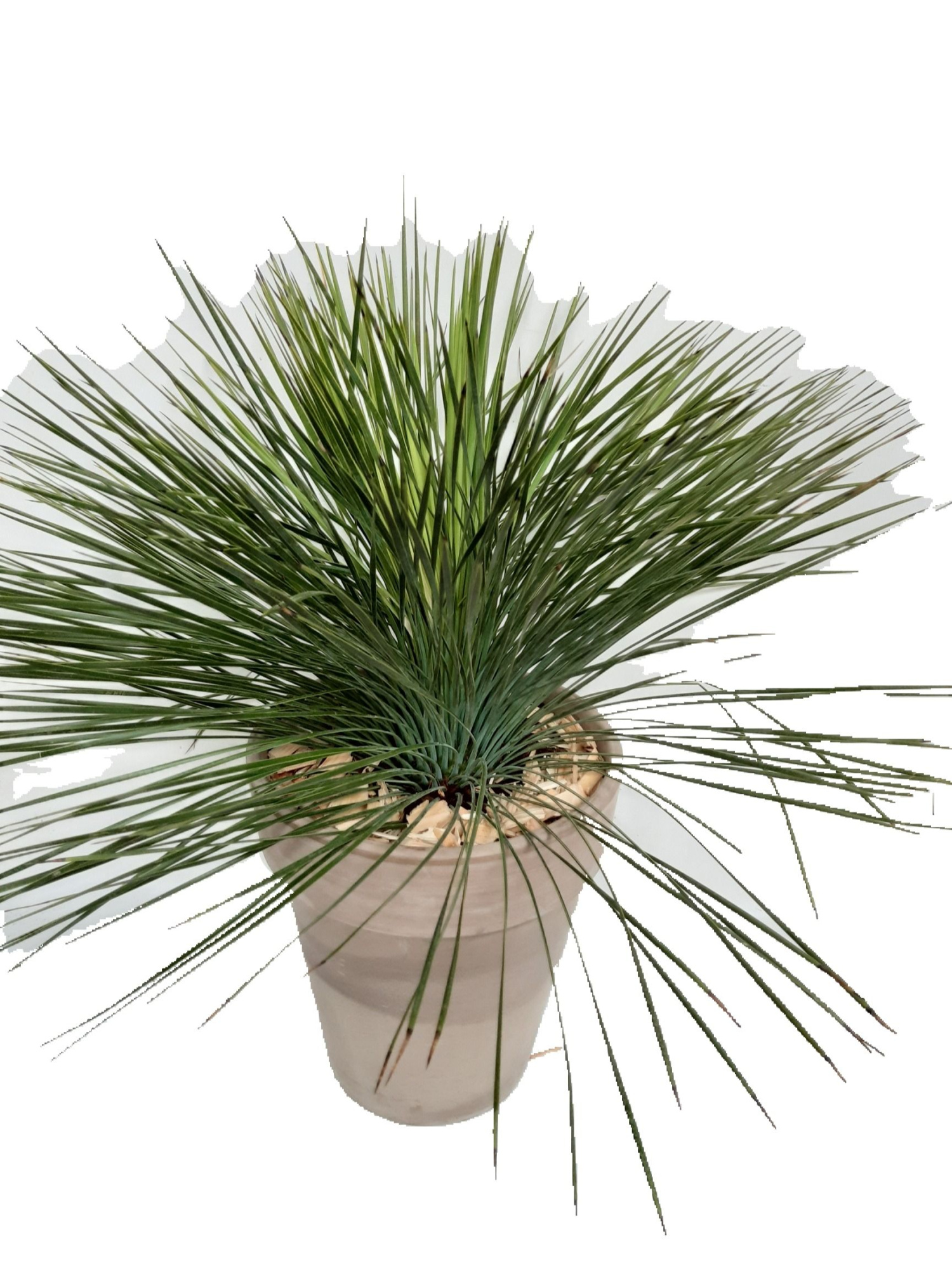 CLP31YL Clematisvaas D31 Yucca Linearifolia, D 31