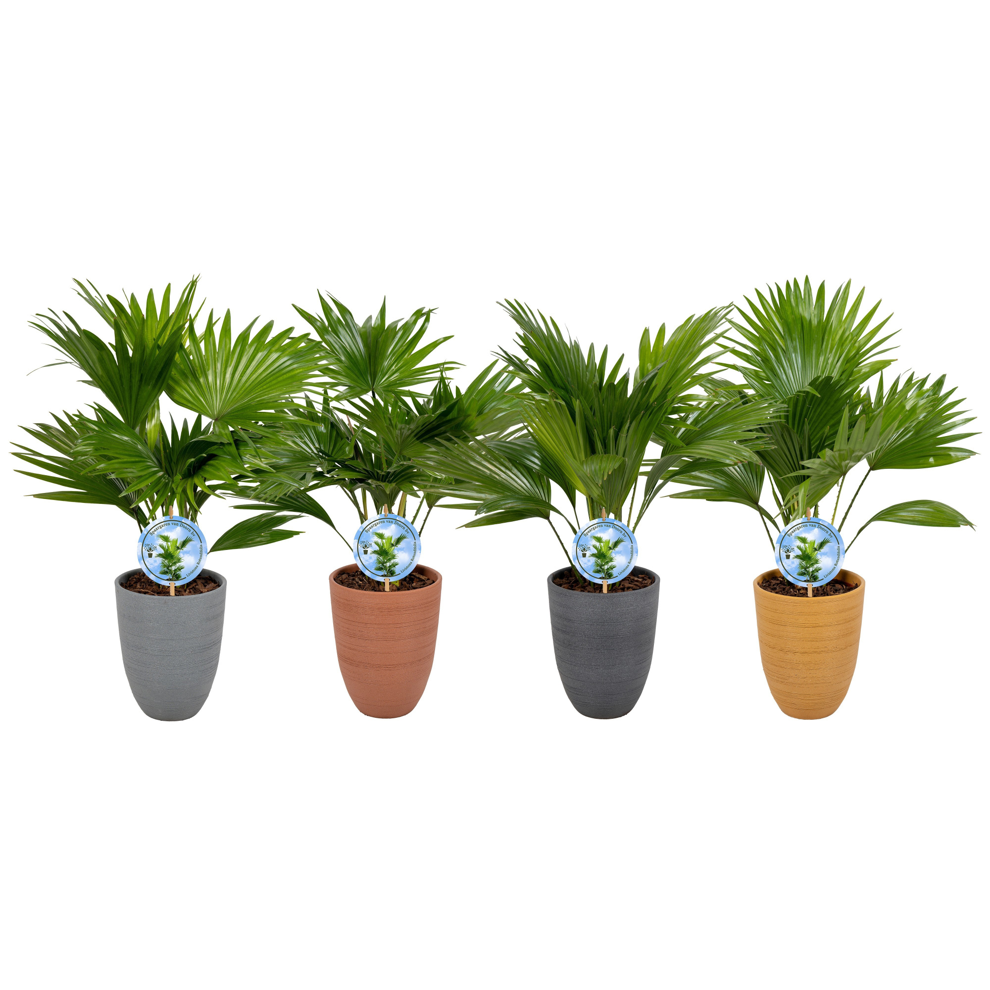 Livistona 830 mix Aspd potkleuren, D 14