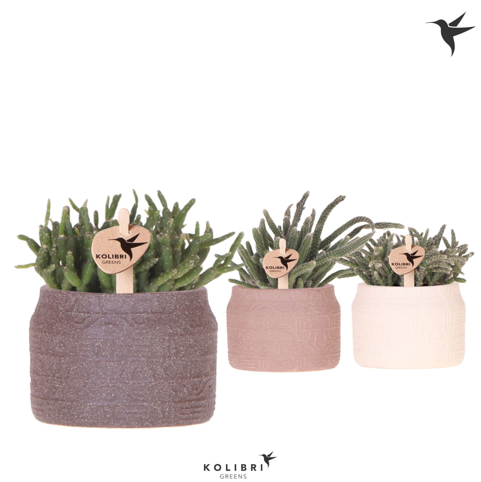 Kolibri Greens Rhipsalis mix in Hieroglyph pot mix, D 6