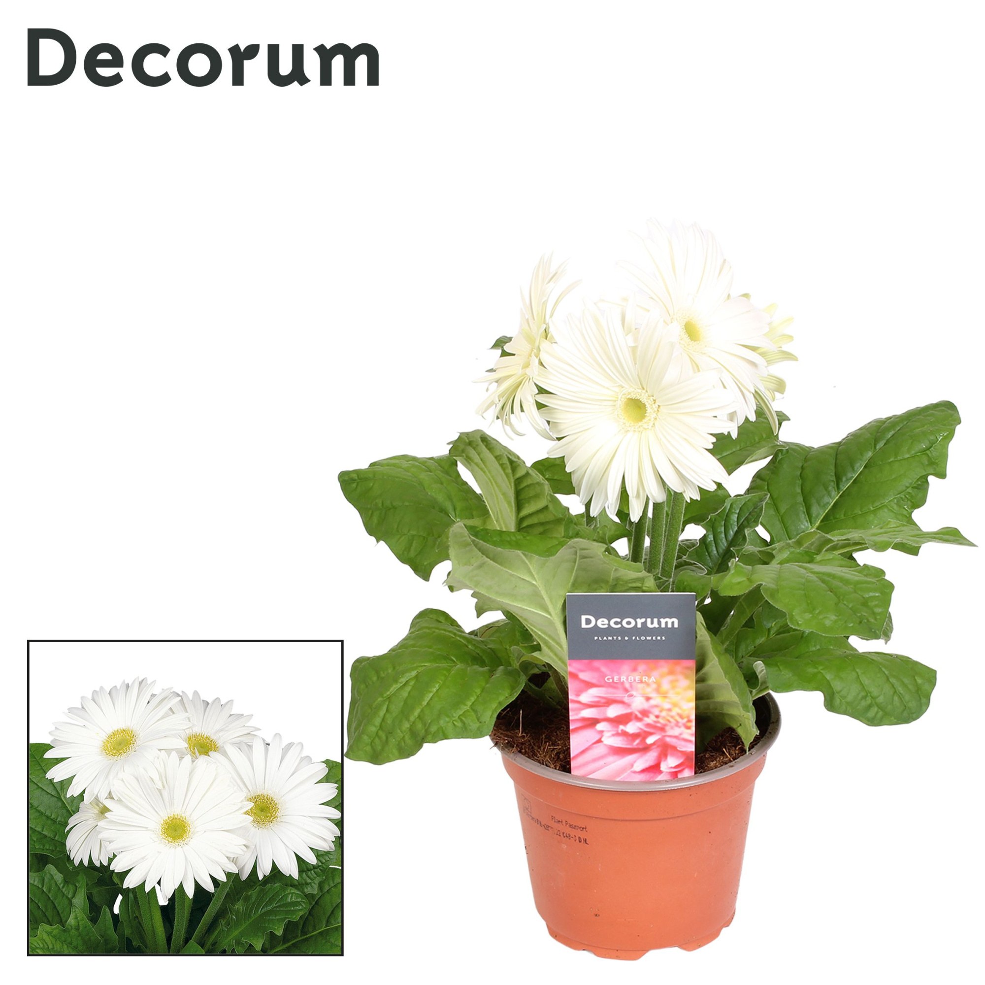 Gerbera 2+ bl. 12cm wit in hoes Decorum, D 12