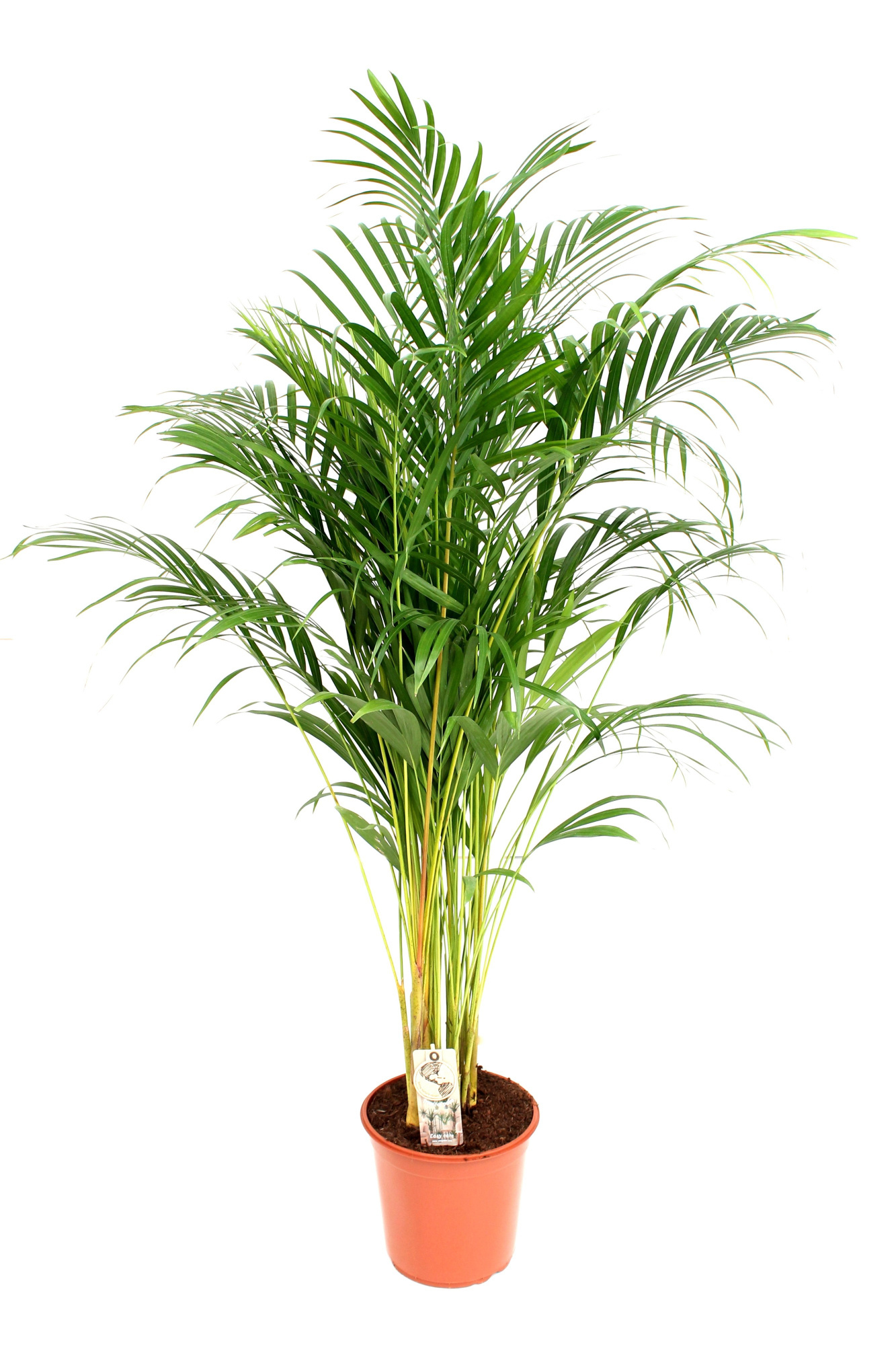 Areca P24 140 cm dikte 2, D 24