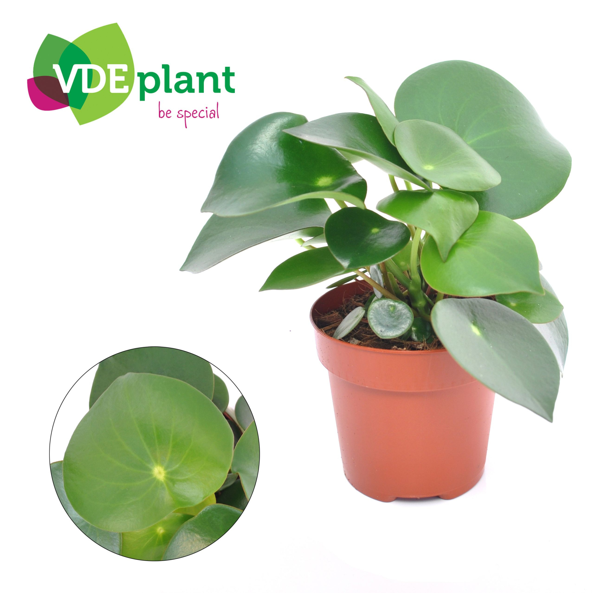 Peperomia Raindrop, D 12